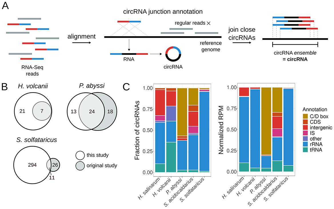 Diagram illustrating the process and analysis of circRNA in Archaea. Panel A shows the alignment of RNA-Seq reads to a reference genome, defining circRNA junctions, and forming circRNA ensembles. Panel B contains Venn diagrams comparing circRNA findings in three species: H. volcanii, P. abyssi, and S. solfataricus, highlighting differences between current and original studies. Panel C presents bar charts displaying the fraction and normalized RPM of circRNA across different annotations, including C/D box, CDS, intergenic, IS, rRNA, and tRNA, for five species.