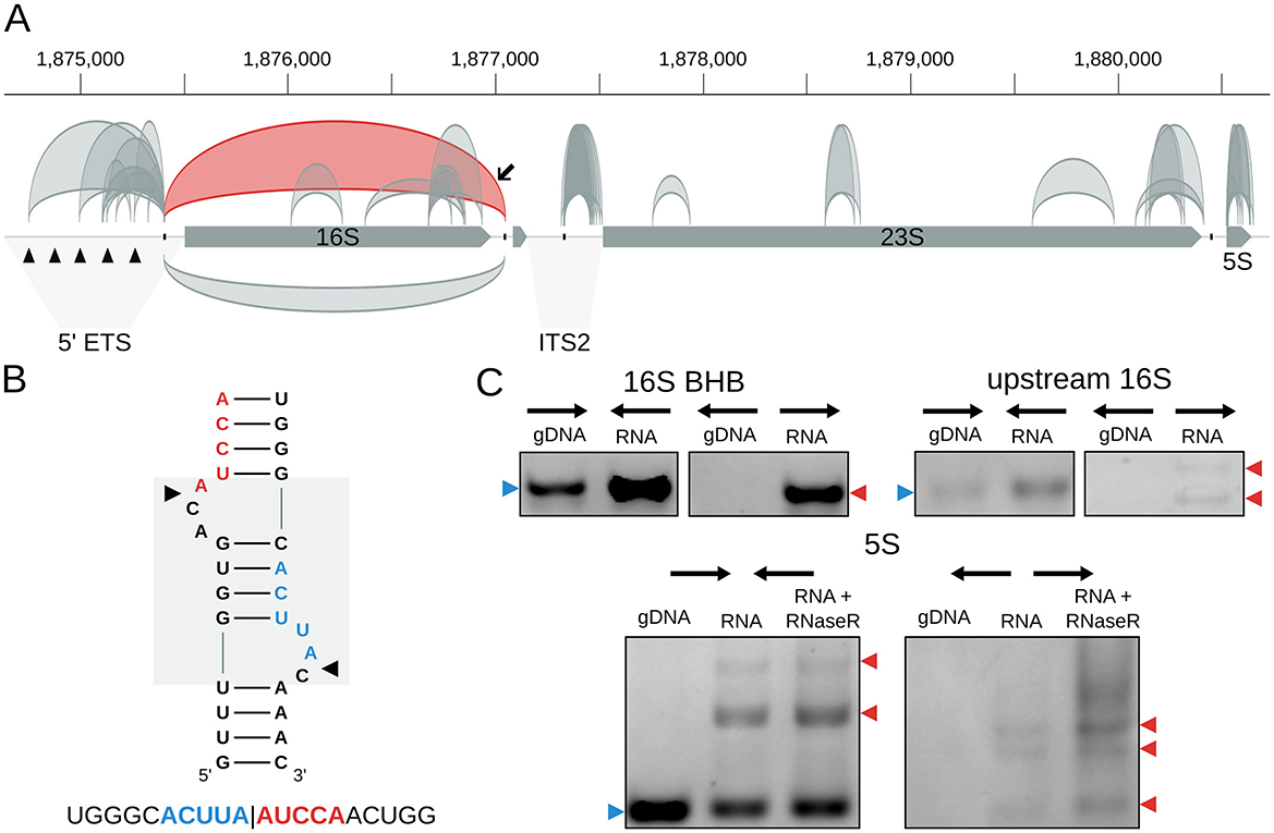 Diagram showing three panels: (A) A genomic region with structures labeled 5’ ETS, 16S, ITS2, 23S, and 5S, including a red-highlighted area. (B) Stem-loop diagram with nucleotide sequences annotated in red and blue. (C) Gel electrophoresis images comparing DNA and RNA samples at regions labeled 16S BHB, upstream 16S, and 5S, with blue and red arrowheads indicating band positions.