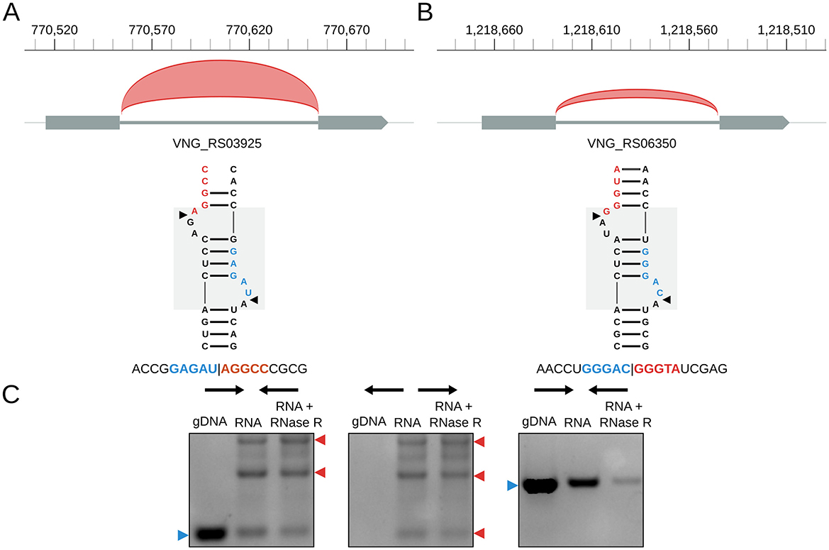 Diagram of RNA structures and gel electrophoresis results. Panels A and B show RNA secondary structures of VNG_RS03925 and VNG_RS06350 with nucleotide sequences and pairing highlighted. Red arcs indicate homology regions. Panel C displays gel electrophoresis images comparing DNA and RNA with RNase R treatment, illustrating differences in band patterns.