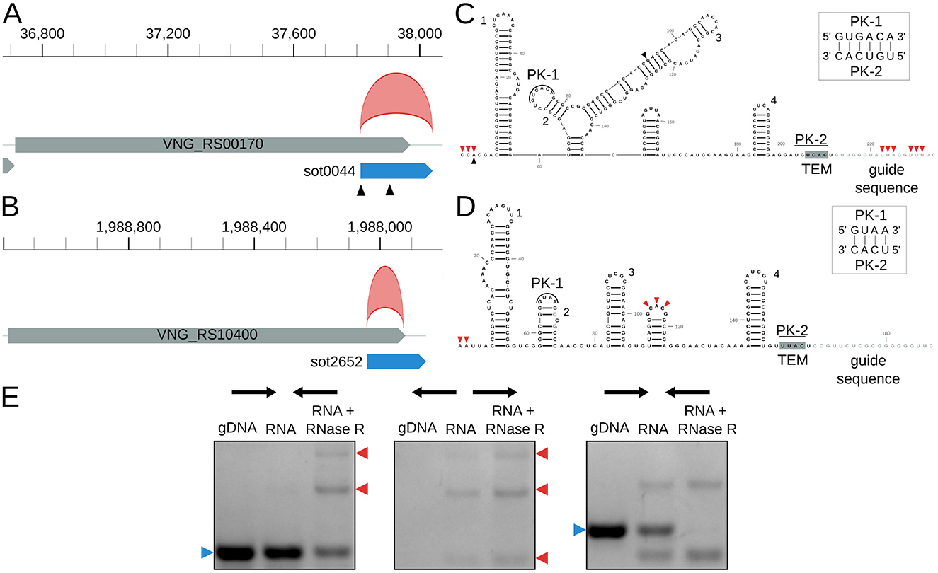 Diagrams and gel electrophoresis images show RNA structures and processing analysis. Panels A and B depict genetic loci with annotated genes and structures. Panels C and D illustrate predicted RNA secondary structures with nucleotide sequences. Panel E displays gel electrophoresis results with marked bands for DNA and RNA presence, highlighting RNase R treatment effects.