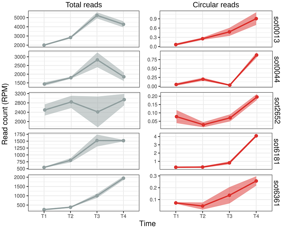 Graphs comparing total reads and circular reads over four time points (T1 to T4). The left column shows total read counts in gray, with peaks at T3. The right column shows circular read counts in red for five sequences, with an upward trend, especially notable for sot0013 and sot6361.