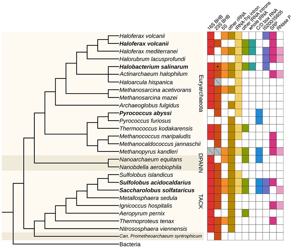 Phylogenetic tree diagram showing relationships among various archaeal species. To the right, a grid represents the presence of specific RNA-related features, with colored squares indicating their occurrence across species. Groups include Euryarchaeota, DPANN, and TACK.