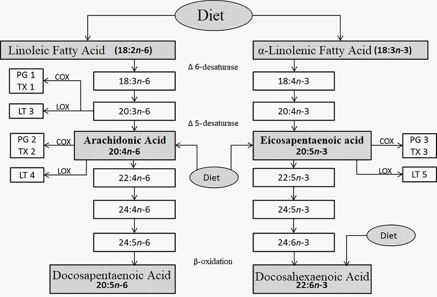Flowchart illustrating the metabolic pathways of linoleic and alpha-linolenic fatty acids from diet. Linoleic acid converts to arachidonic acid, then docosapentaenoic acid via desaturation and oxidation. Alpha-linolenic acid converts to eicosapentaenoic acid, then docosahexaenoic acid. COX and LOX enzymes lead to prostaglandins, thromboxanes, and leukotrienes.