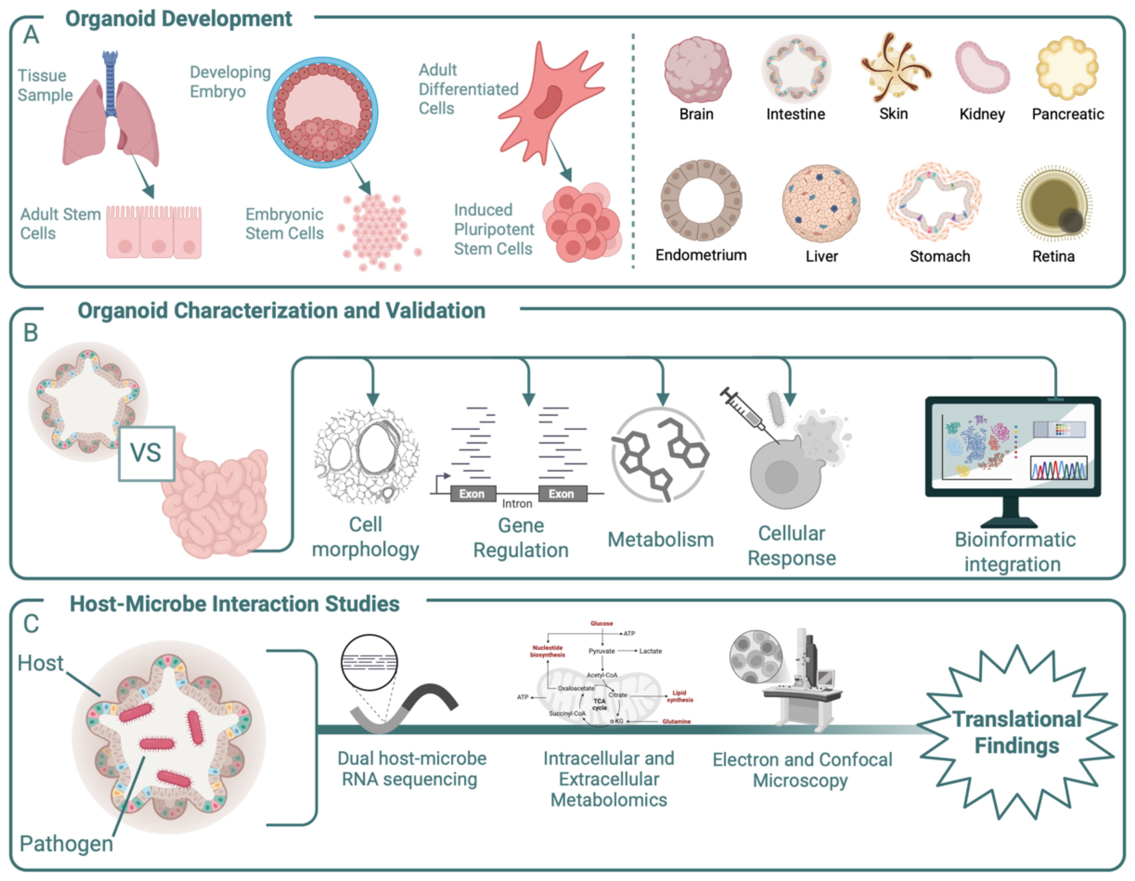 Illustration depicting the use and study of organoids. Section A shows organoid development from tissue samples, embryos, and stem cells, leading to different cell types like brain and skin. Section B describes organoid characterization through cell morphology, gene regulation, metabolism, cellular response, and bioinformatics. Section C outlines host-microbe interaction studies, highlighting RNA sequencing, metabolomics, and microscopy, with an emphasis on translational findings.