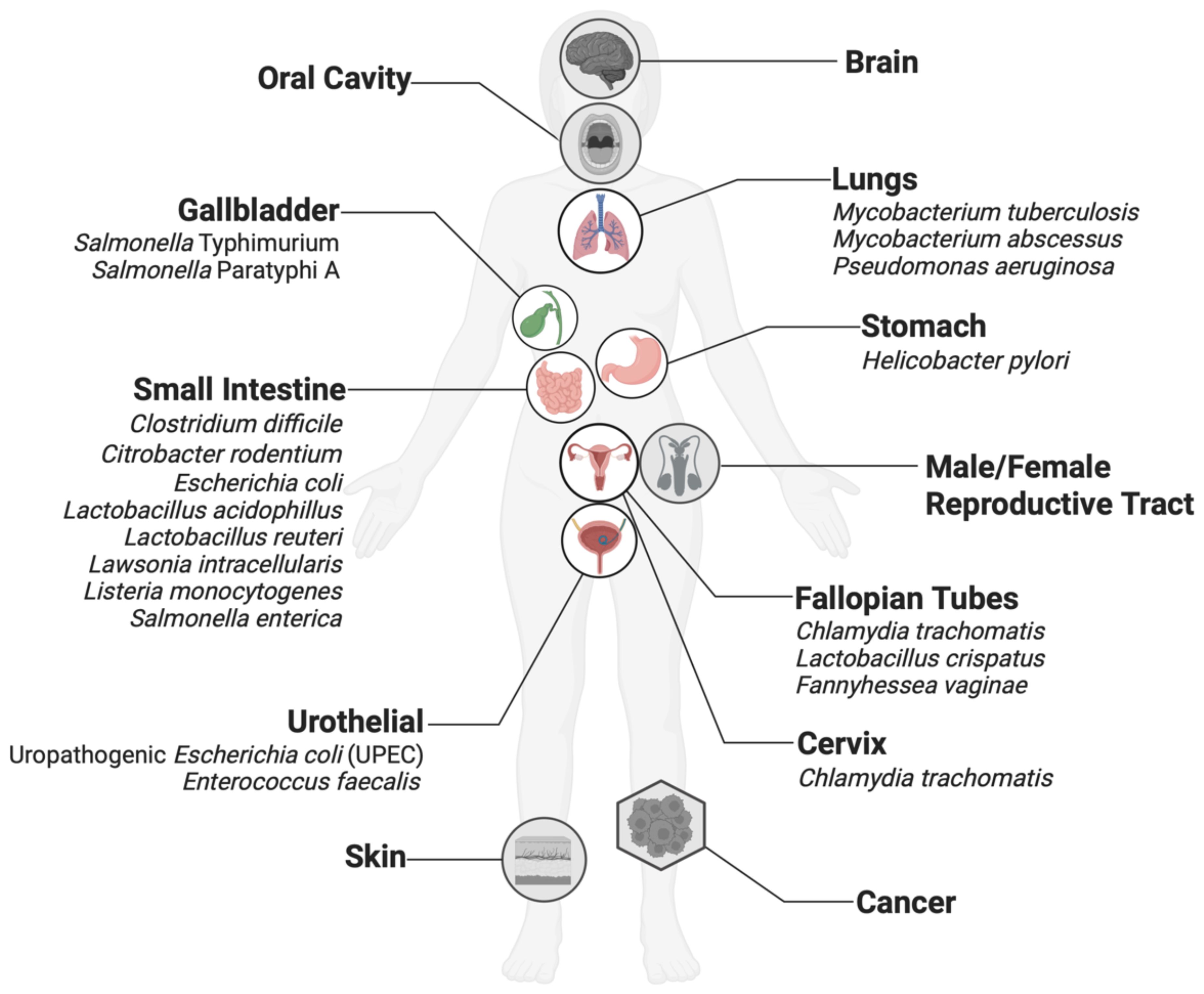 Illustration of the human body highlighting various organs with available organoid models and associated bacteria that have been studied using these platforms. Includes: Brain, Oral Cavity, Gallbladder, Lungs, Stomach, Male/Female Reproductive Tract, Small Intestine, Fallopian Tubes, Cervix, Urothelial, Skin, and Cancer. Specific bacteria like Escherichia coli and like Chlamydia trachomatis are listed for each corresponding organ.