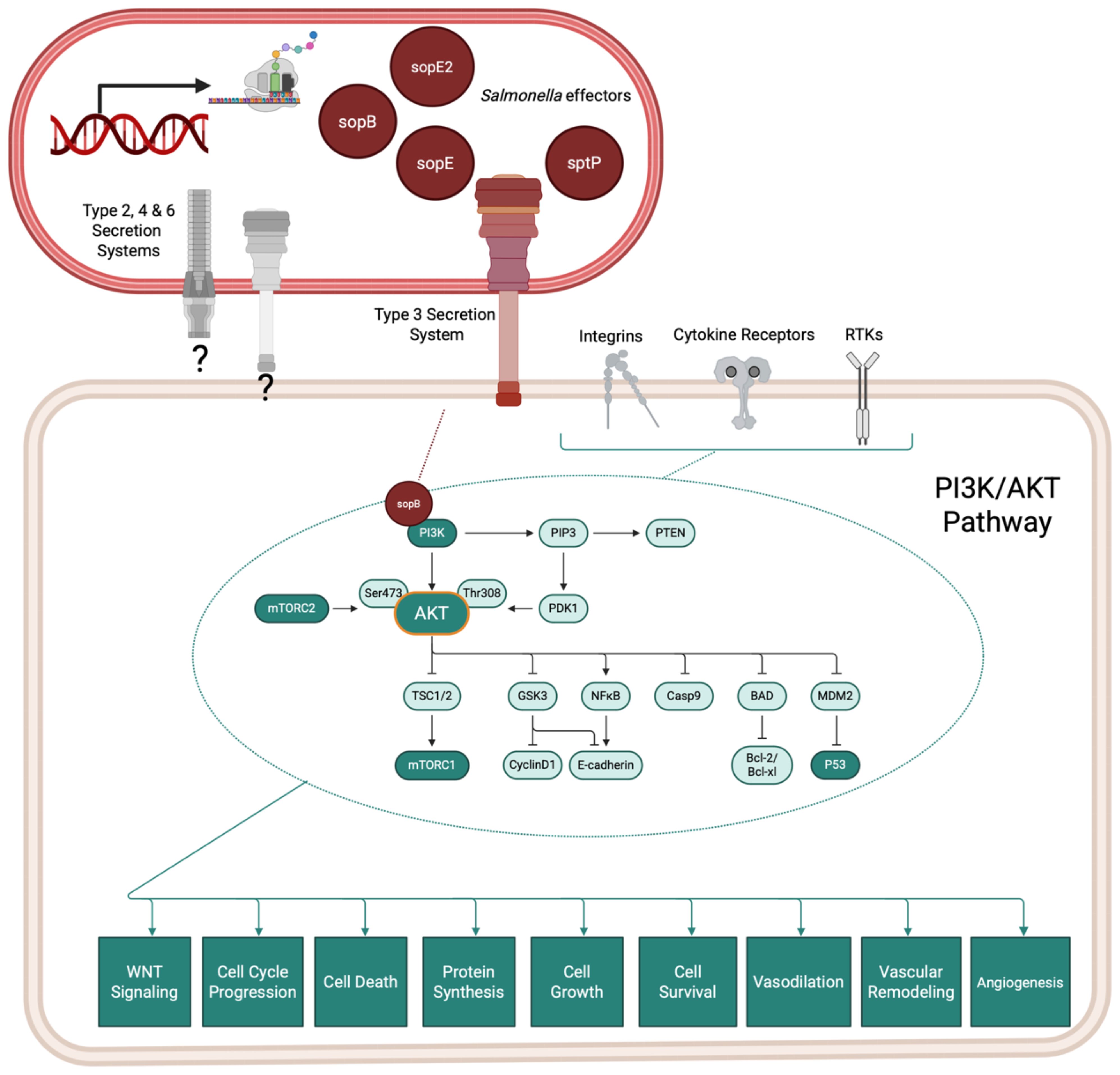 Diagram illustrating Salmonella effectors' influence on the PI3K/ AKT pathway. The top section shows Salmonella effectors (sopE2, sopB, sopE, and sptP) using secretion systems. The bottom section details the PI3K/AKT signaling pathway, highlighting interactions like sopB activating PI3K, leading to various cellular processesincluding regulation of cell survival and growth. Other components such as integrins and RTKs are also depicted interacting with the pathway.