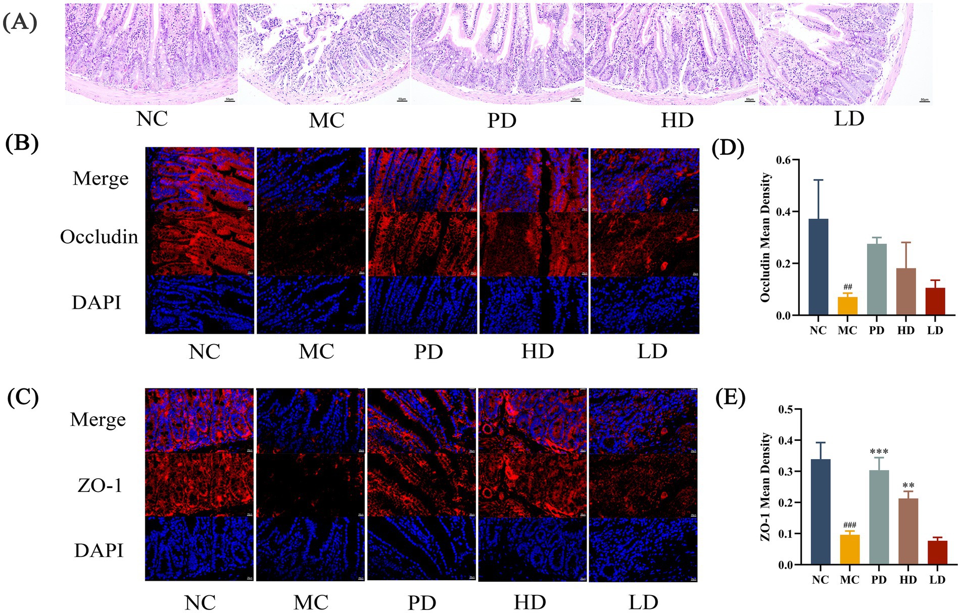 Histological and immunofluorescence images with graphs showing gut samples and protein expression. (A) H&E stained sections of gut tissue labeled NC, MC, PD, HD, and LD. (B) Immunofluorescence images showing occludin (red) and DAPI (blue) labeling. (C) Immunofluorescence images with ZO-1 (red) and DAPI (blue) labeling under the same conditions. (D) Bar graph showing occludin mean density. (E) Bar graph showing ZO-1 mean density. Each label corresponds to different experimental conditions: NC, MC, PD, HD, and LD.