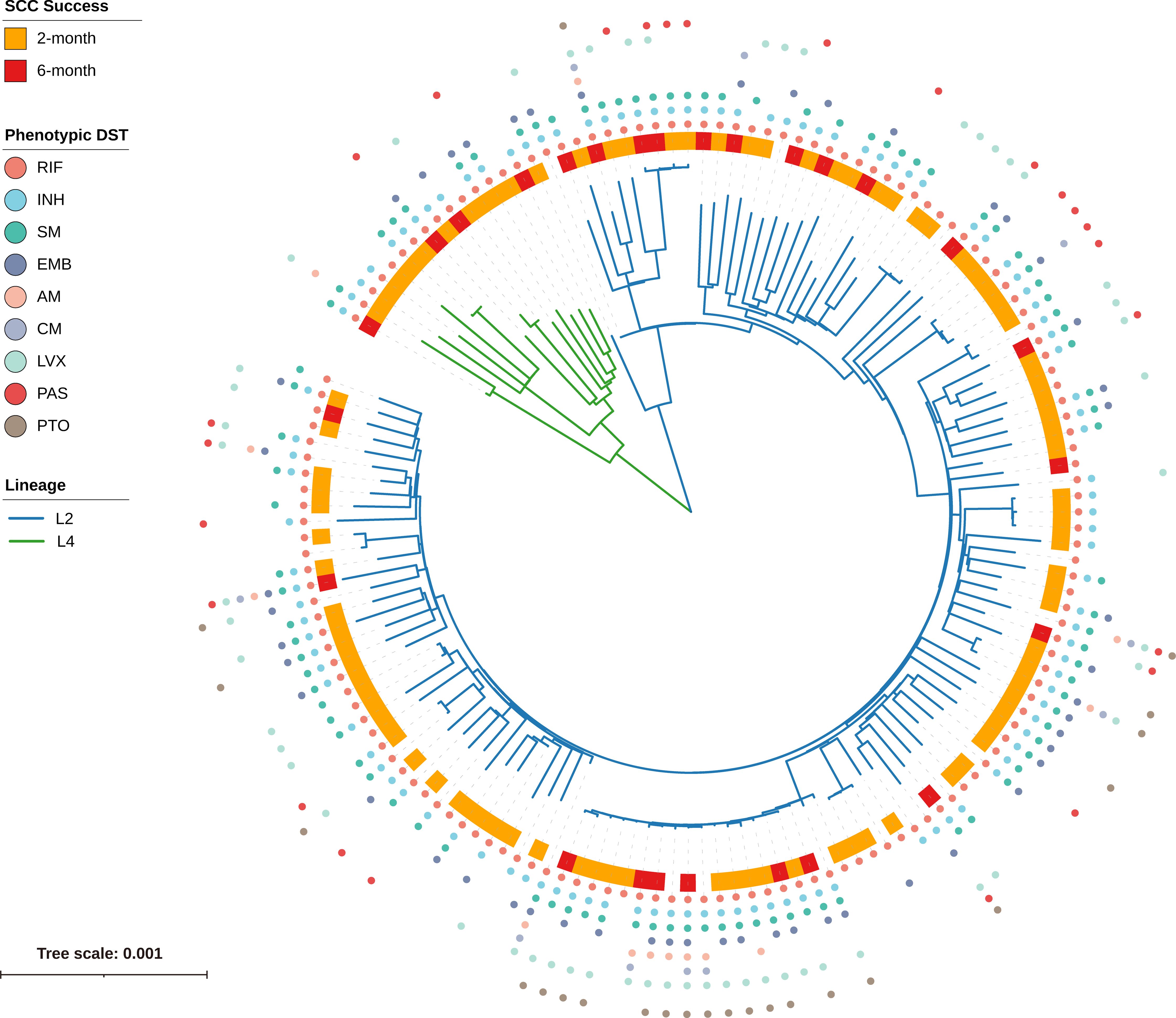 Circular phylogenetic tree depicting lineages L2 and L4 with branches in blue and green. Colored dots represent phenotypic DST, including RIF, INH, SM, and others. Outer arcs in yellow and red indicate two-month and six-month SCC success. Tree scale at 0.001.