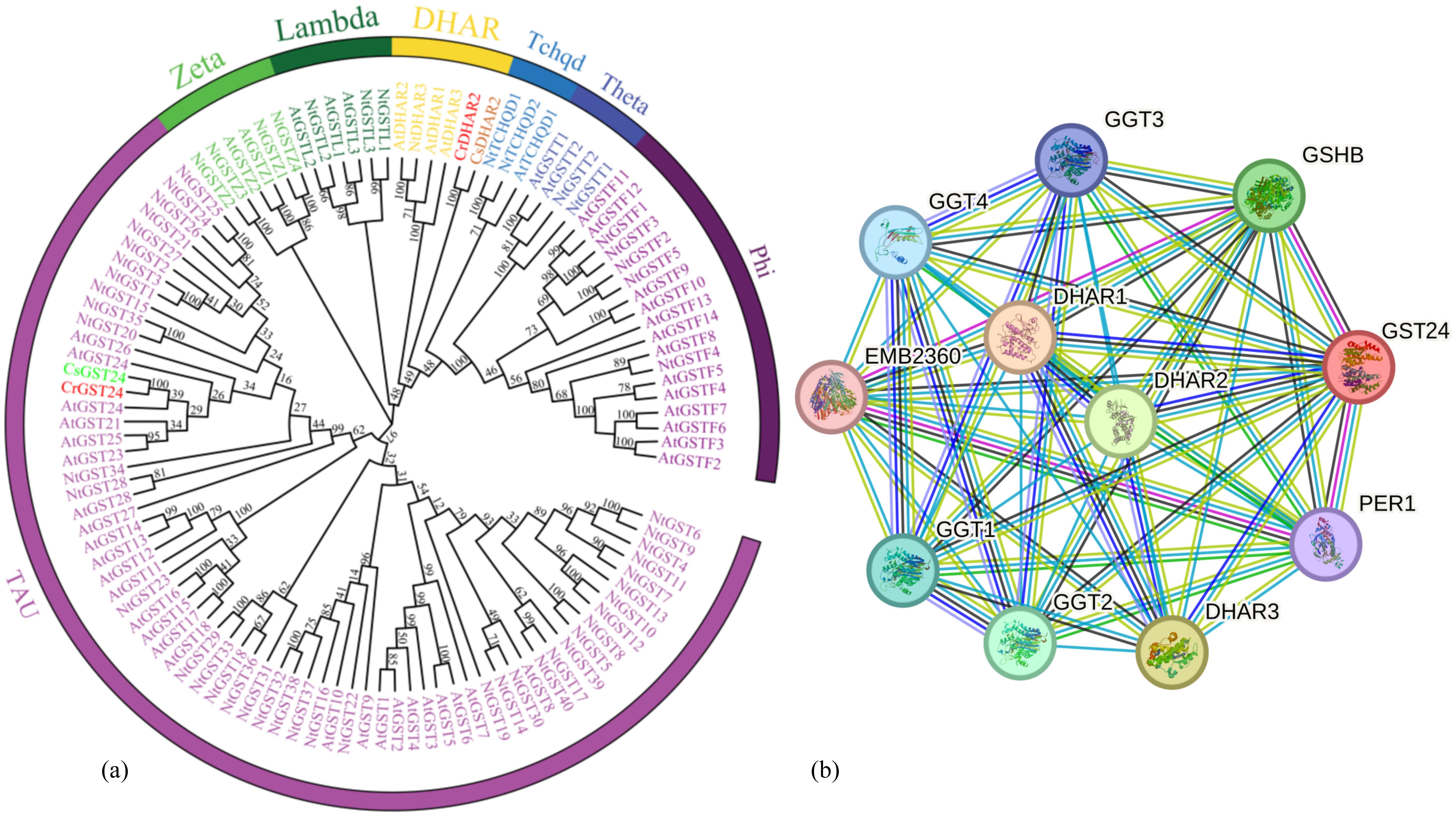 Diagram consisting of two parts: (a) A circular phylogenetic tree categorizing gene families such as Zeta, Lambda, DHAR, and Tau, with branch labels. (b) A protein interaction network with nodes labeled like GGT3, EMB2360, and GST24, connected by multicolored lines representing interactions.
