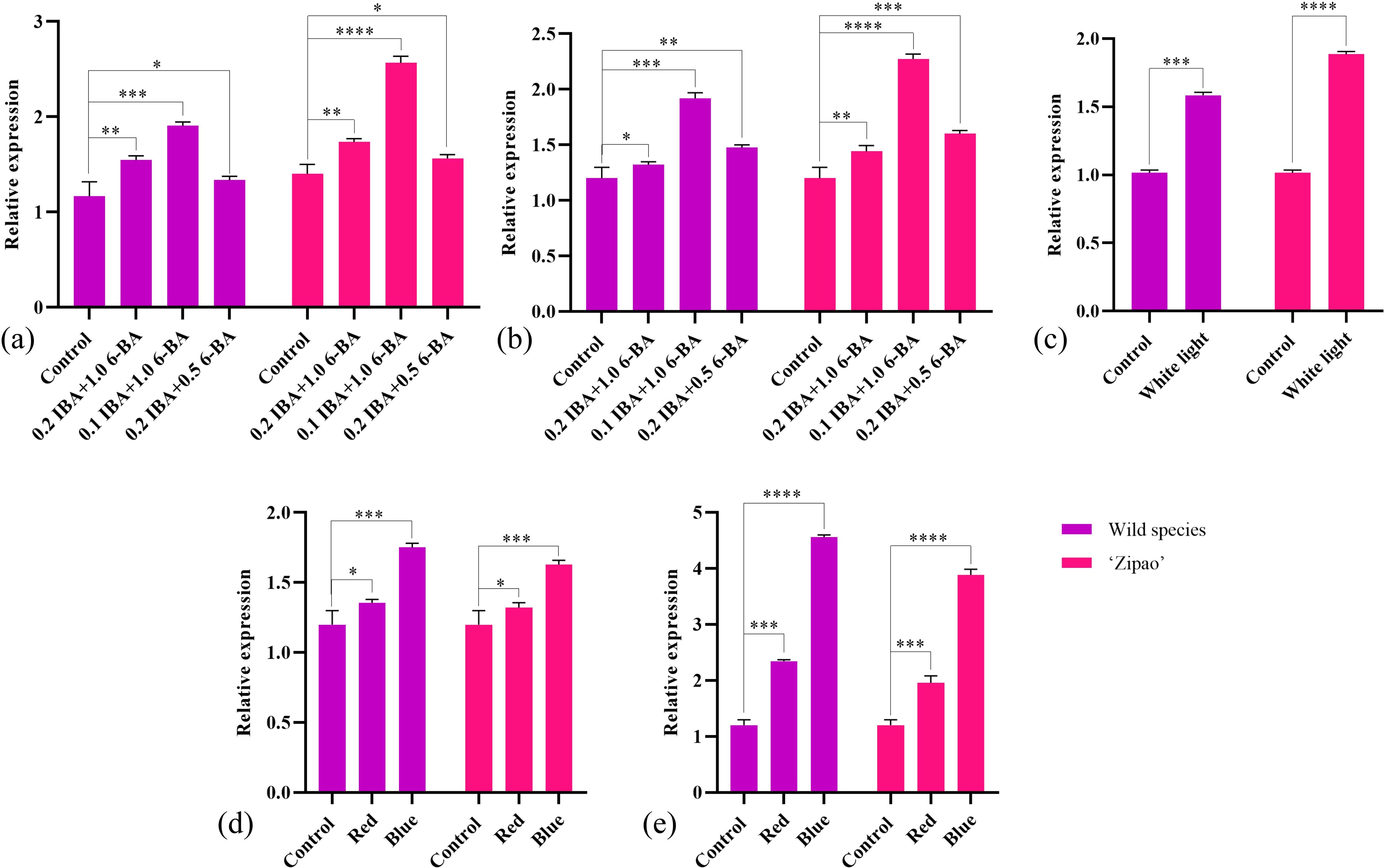 Bar charts labeled (a) to (e) show relative expression levels in wild species and 'Zipao' under various treatments. Charts (a) and (b) compare effects of different IBA and 6-BA concentrations; chart (c) contrasts control with white light; charts (d) and (e) compare control, red, and blue light effects. Statistical significance is indicated by asterisks, with purple bars for wild species and pink for 'Zipao'.