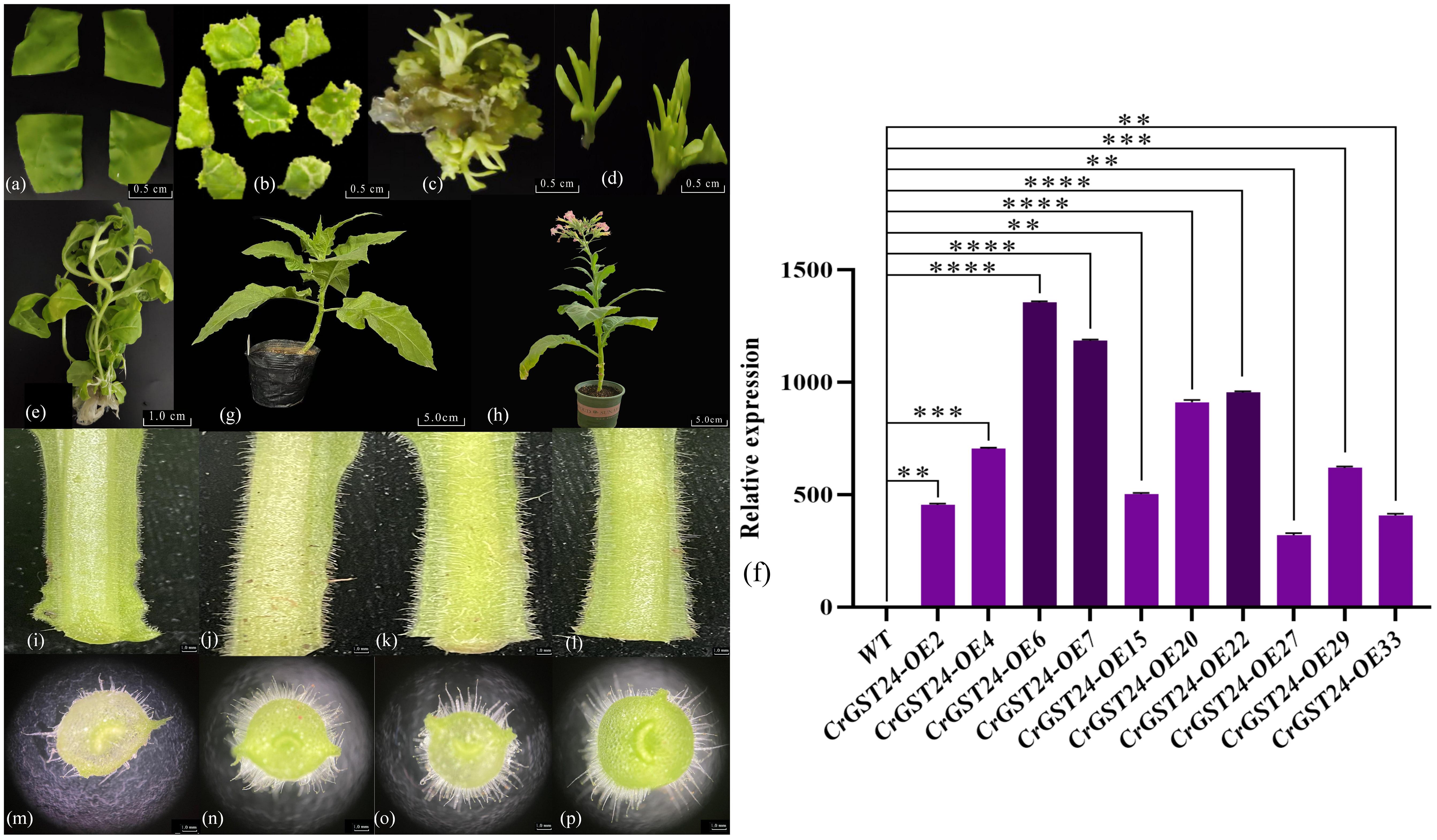 A panel of images showing the growth stages and microstructural features of plants, including leaves, stems, and flowers. Differences in leaf cuttings, stem textures, and hair structures are visible in images (a) through (p). A bar graph on the right (f) displays the relative expression levels of various plant samples. The x-axis lists different genotypes, and the y-axis shows relative expression, with significance levels indicated by asterisks.