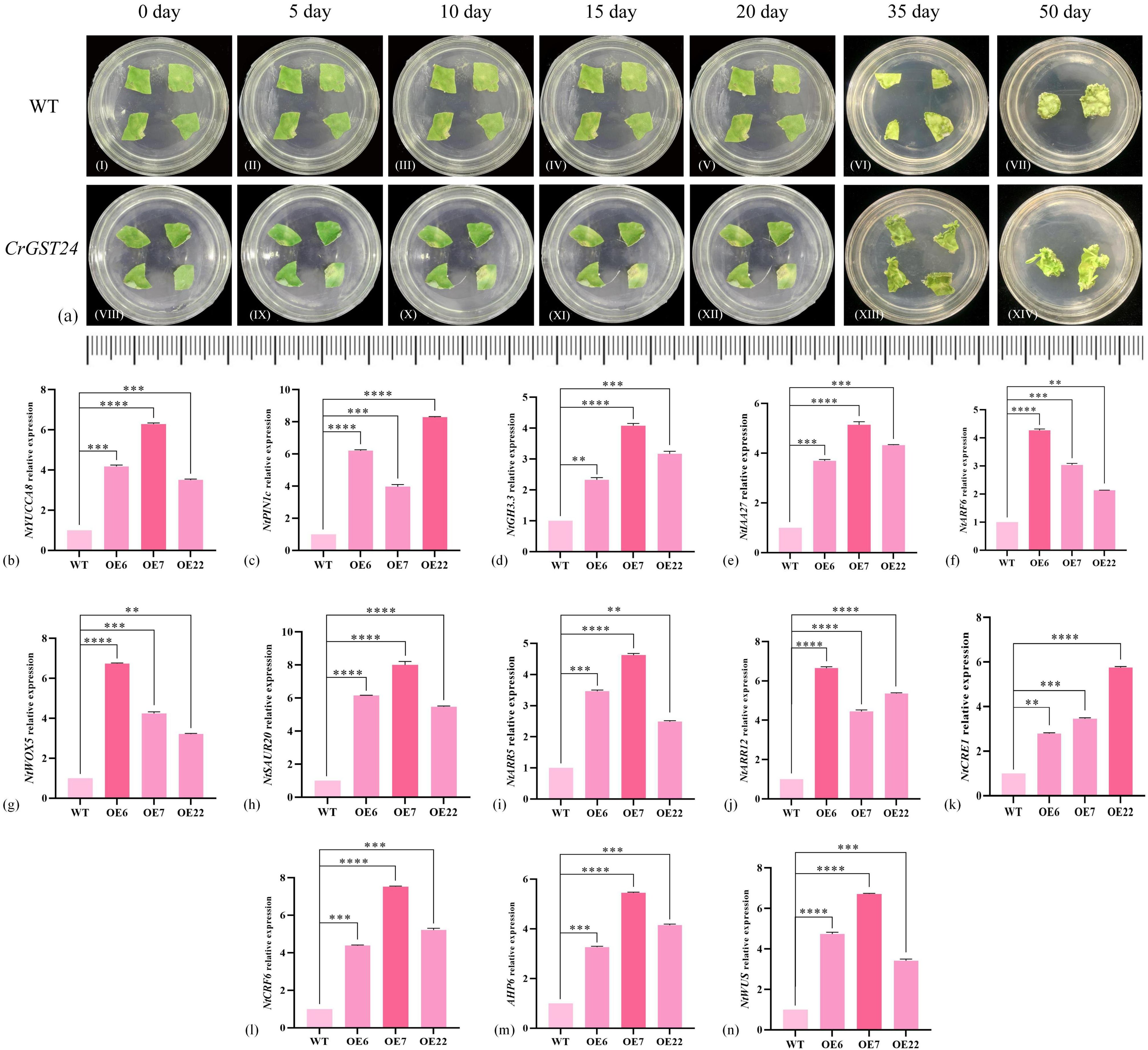 A series of images and bar charts depict plant growth and gene expression data. The top two panels show plant growth over 50 days for WT and CrGST24 samples in Petri dishes. The bottom part includes multiple bar charts (b-n), each showing relative gene expression levels of various genes (e.g., NUC123A, MYNX1, NHGX1) compared between WT and different modified samples (OE6, OE7, OE22). Statistically significant differences are indicated with asterisks.