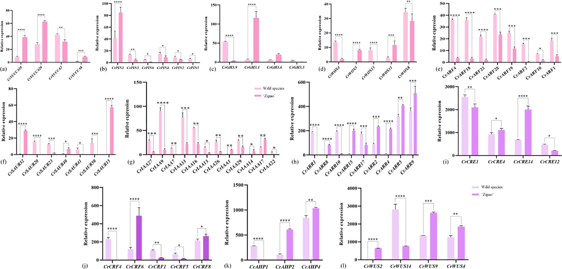 Bar graphs depicting relative gene expression levels in wild species versus 'Zipao' across different genes. Each graph (a-l) shows varying expression levels between pink and light purple bars, indicating the two groups. The genes analyzed include CrTUEC, CrPIN, CrGH3, CrWOX, CrARF, CsSAUR, CrIAA, CrARR, CrCRE, CrCRF, CrAHP, and CrWUS. Asterisks denote statistical significance.