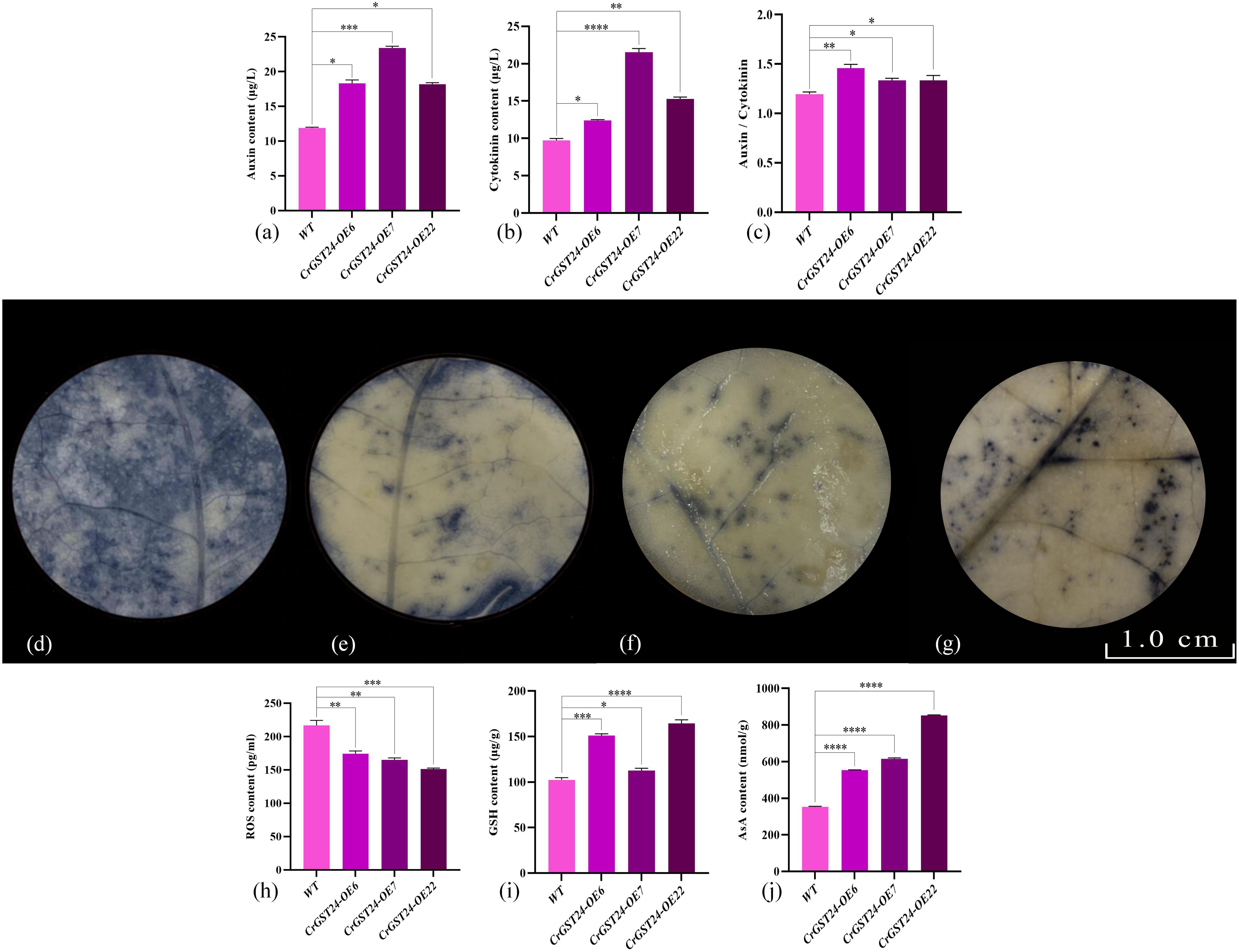 Bar charts labeled (a), (b), (c), (h), (i), and (j) display auxin, cytokinin, auxin/cytokinin ratio, ROS, GSH, and AsA contents respectively, for WT and three CrGST24-OE variants. Statistical significance is indicated. Circular images (d), (e), (f), and (g) show different visual results for each variant at 1.0 cm scale.