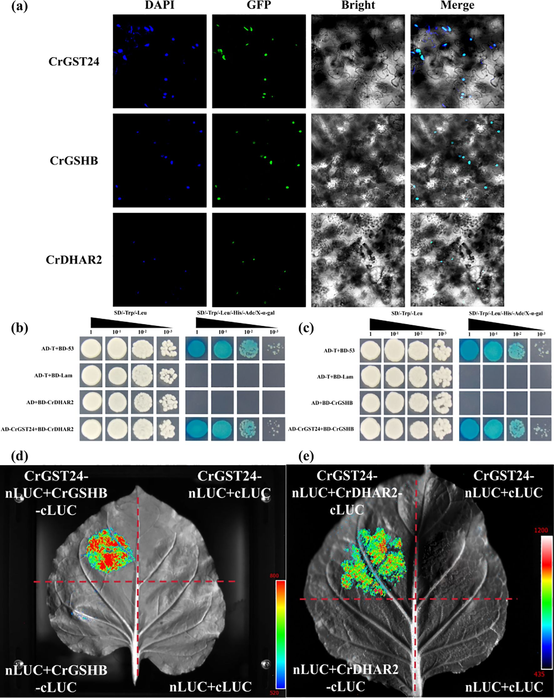 (a) Microscopy images showing DAPI, GFP, bright field, and merged views of CrGST24, CrGSHB, and CrDHAR2. (b) Yeast two-hybrid assay results for CrDHAR2 interactions. (c) Yeast two-hybrid assay results for CrGSHB interactions. (d) and (e) Luminescence images of leaves displaying interactions with CrGST24, CrGSHB, and CrDHAR2, with color intensity indicators.