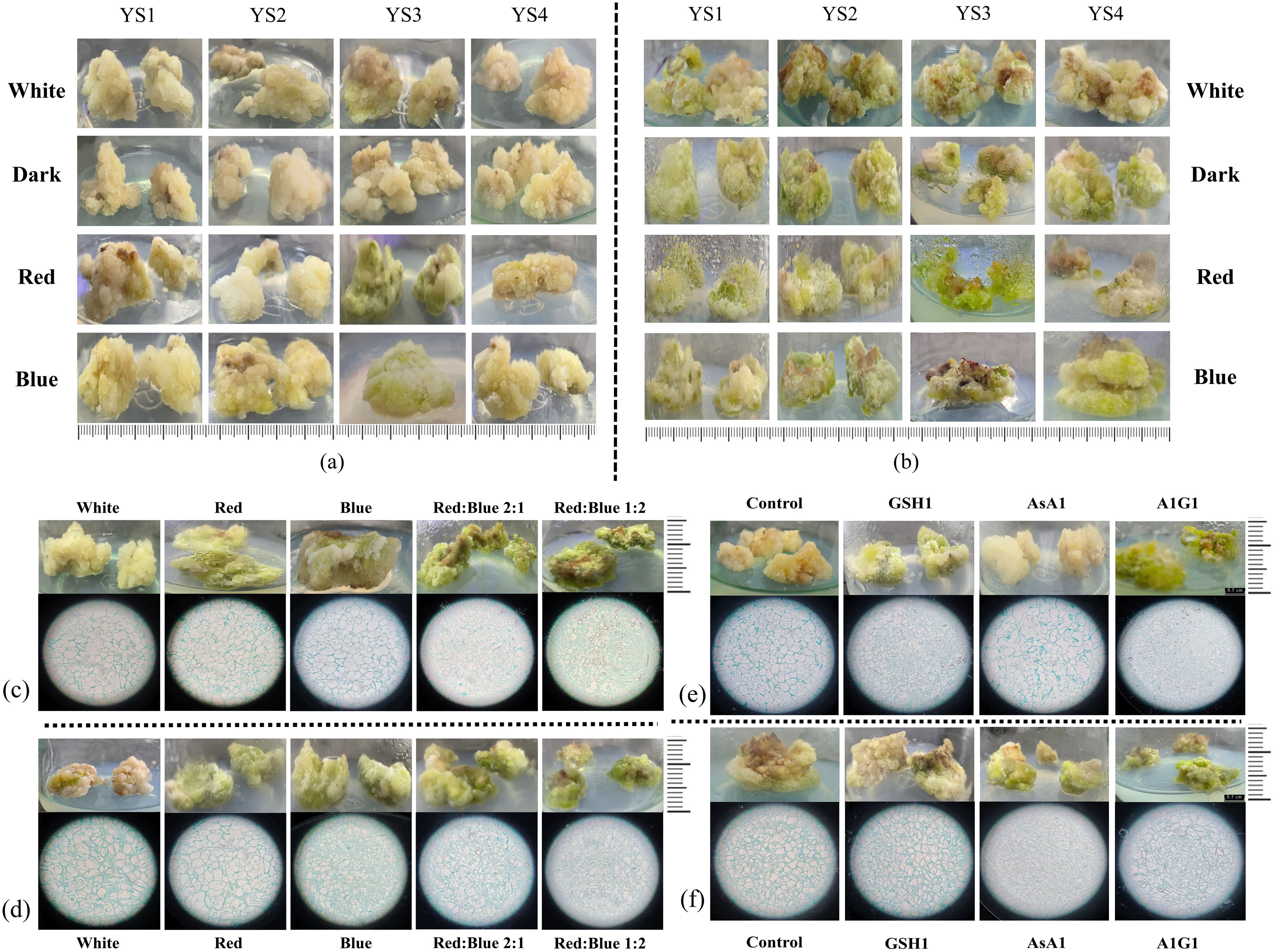 Various groups of images show plant callus formations under different lighting and treatment conditions. Panels (a) and (b) display calluses under white, dark, red, and blue light labeled YS1 to YS4. Panels (c) to (f) depict close-up views and microscopic images of calluses in white, red, blue, red:blue 2:1, and red:blue 1:2 lighting, as well as control, GSH1, AsA1, and A1G1 treatments. The images vary in color and texture, indicating different growth or health effects.