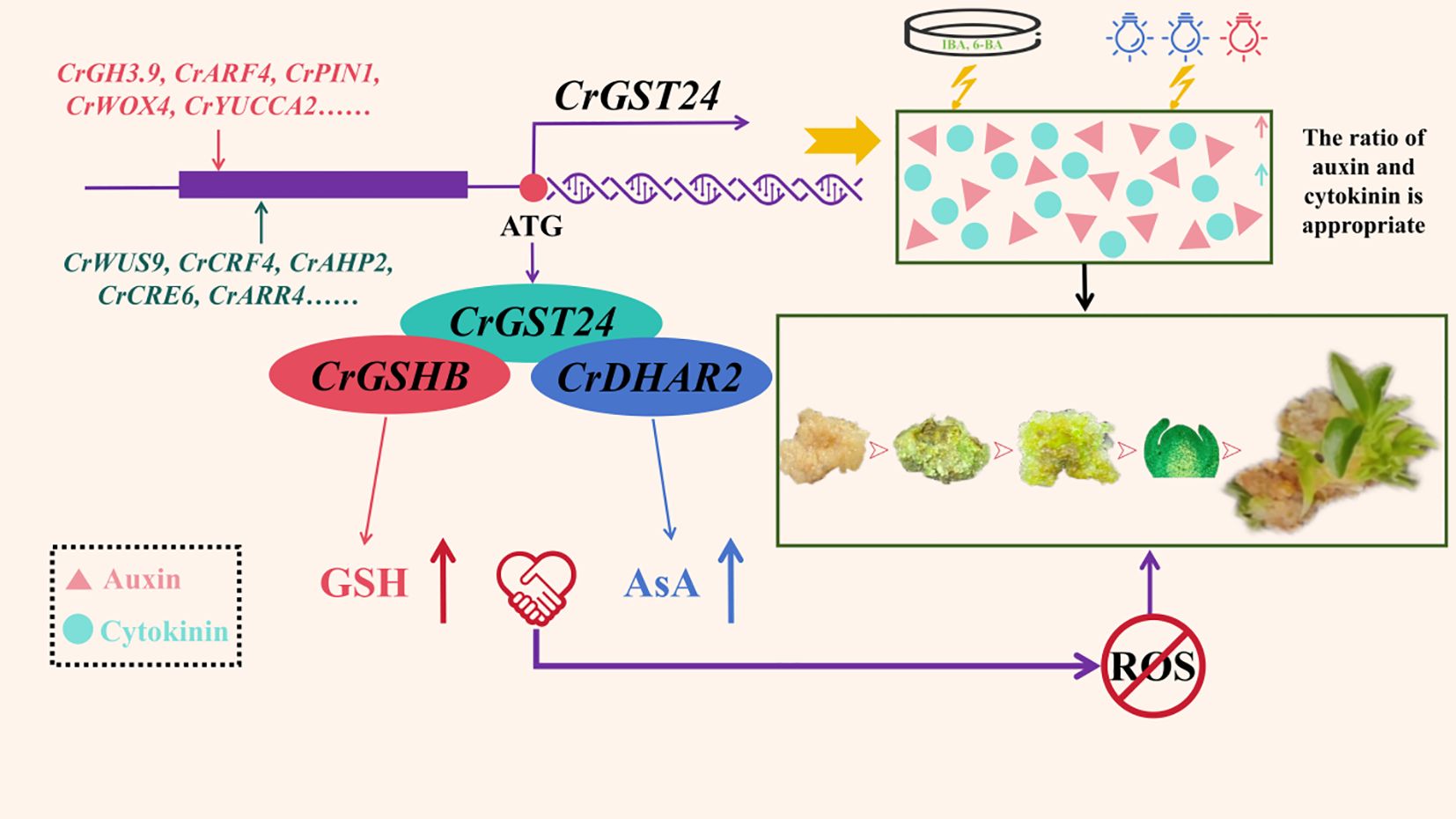 Diagram showing the gene regulation pathway of CrGST24. It involves CrGSHB and CrDHAR2 influencing the balance of auxin and cytokinin. The process depicts the transition from undifferentiated cells to plant growth, with a reduction in reactive oxygen species (ROS). Symbols include DNA sequences, genes, and chemical icons representing GSH and AsA interactions.