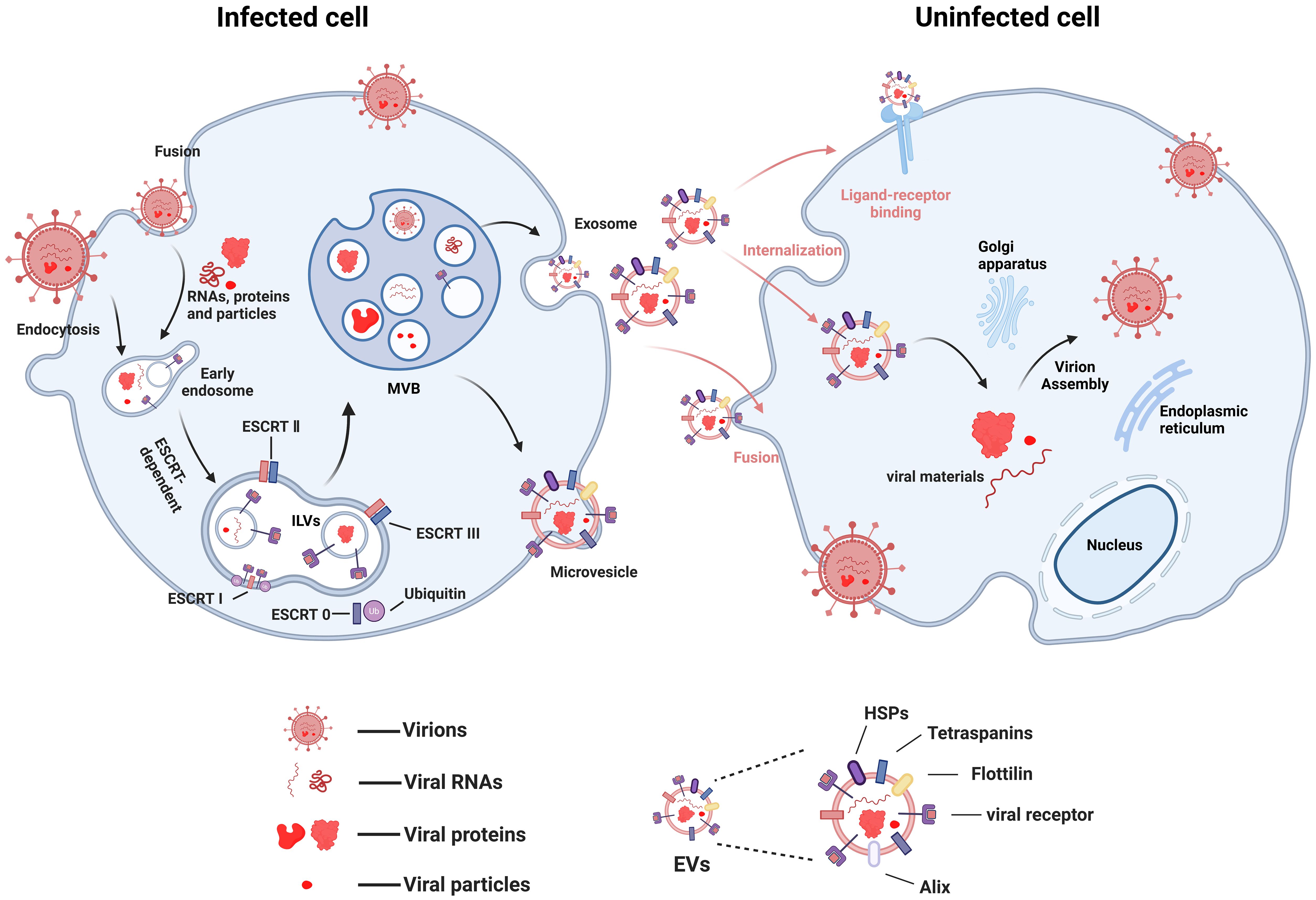 Diagram illustrating viral infection processes in infected and uninfected cells. The infected cell shows pathways for endocytosis, formation of early endosomes, multivesicular bodies, and extracellular vesicle release. The uninfected cell details viral entry through ligand-receptor binding, internalization, fusion, and virion assembly involving the endoplasmic reticulum and Golgi apparatus. Includes labels for virions, viral RNAs, proteins, and particles. A legend identifies symbols for virions, RNAs, proteins, and particles, with annotations for EV components like tetraspanins, flotillin, and viral receptors.