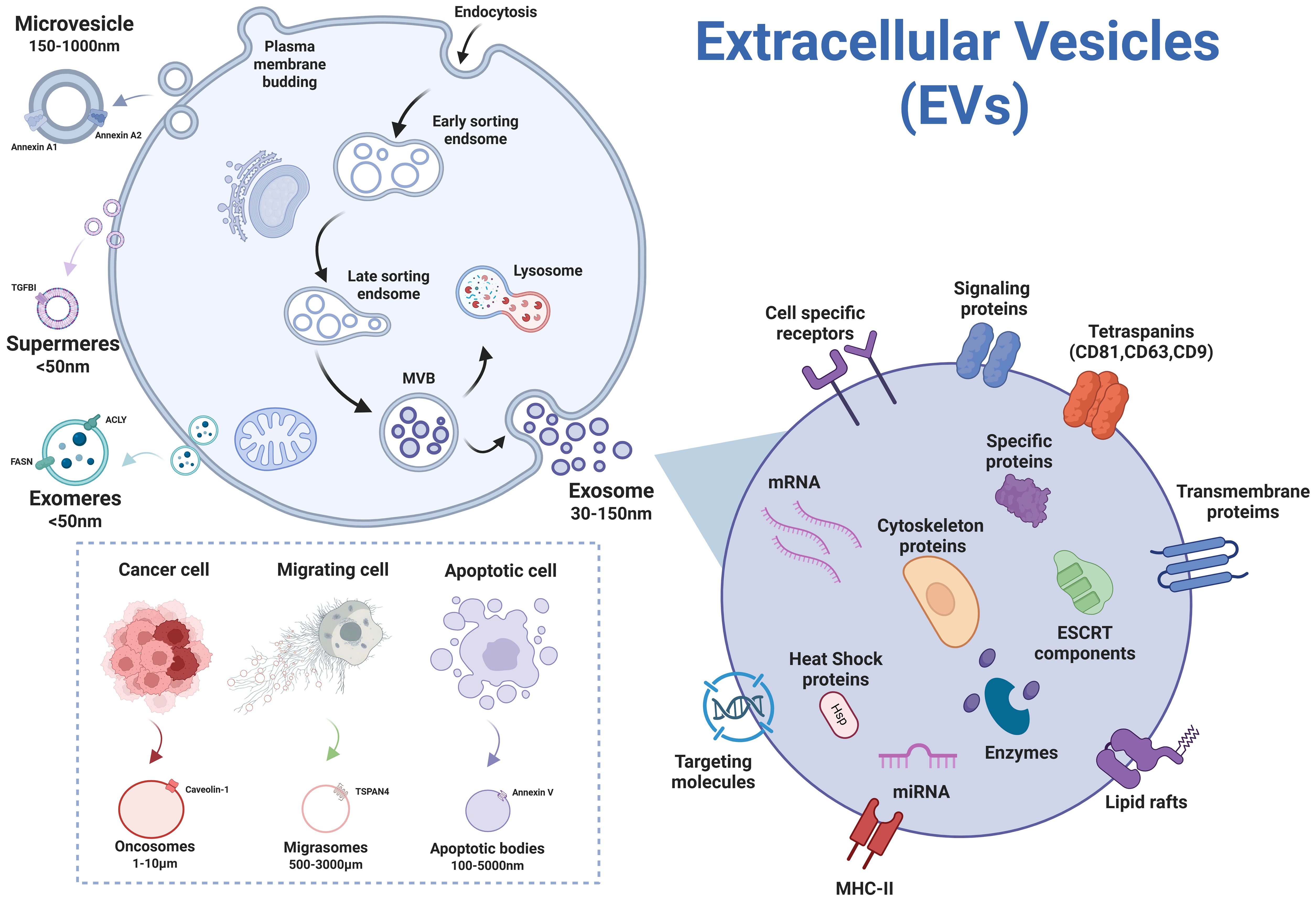 Diagram illustrating types of extracellular vesicles (EVs) and their formation. Microvesicles, supermeres, and exomeres are shown with specific proteins like annexins, TGFBI, and ACLY. The exosome formation pathway involves endocytosis, sorting endosomes, and multivesicular bodies. The inset details cancer, migrating, and apoptotic cell-derived vesicles, highlighting oncosomes, migrasomes, and apoptotic bodies with specific markers like Caveolin-1 and TSPAN4. The EV content includes mRNA, miRNA, proteins, and receptors, emphasizing their role in cellular communication.