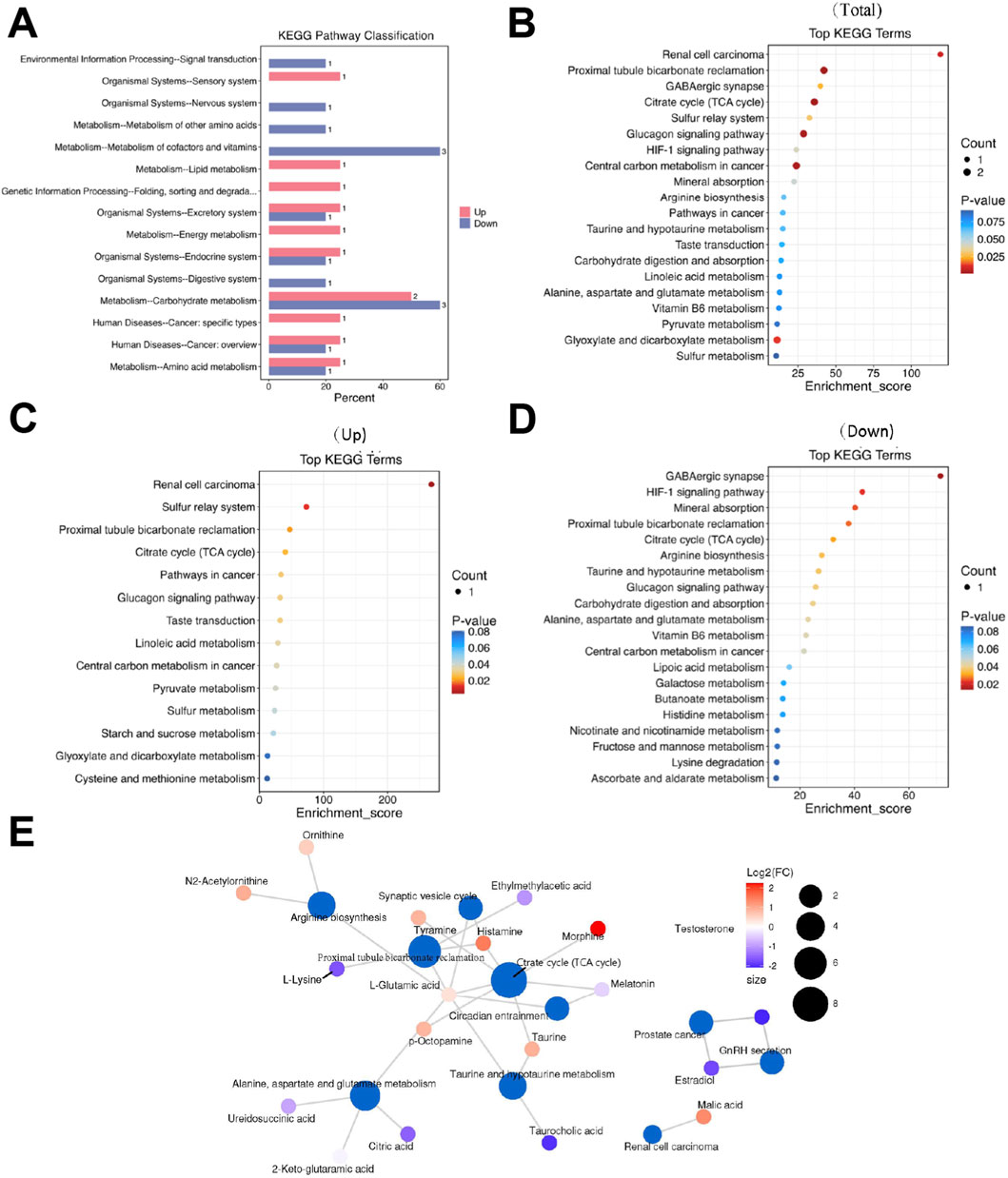 Five panels showing KEGG pathway analysis. Panel A: Bar chart of KEGG pathway classification with categories like signal transduction and metabolism, showing upregulated (pink) and downregulated (blue) genes.Panel B: Dot plot of total top KEGG terms, including pathways such as renal cell carcinoma and sulfur relay system, indicating enrichment score and p-values.Panel C: Dot plot of upregulated top KEGG terms, with pathways like citrate cycle and sulfur metabolism, displaying enrichment score and p-values.Panel D: Dot plot of downregulated top KEGG terms, showing pathways like pyruvate metabolism, alongside enrichment score and p-values.Panel E: Network diagram illustrating connections between metabolites and pathways, colored by log2 fold change and sized by relevance.