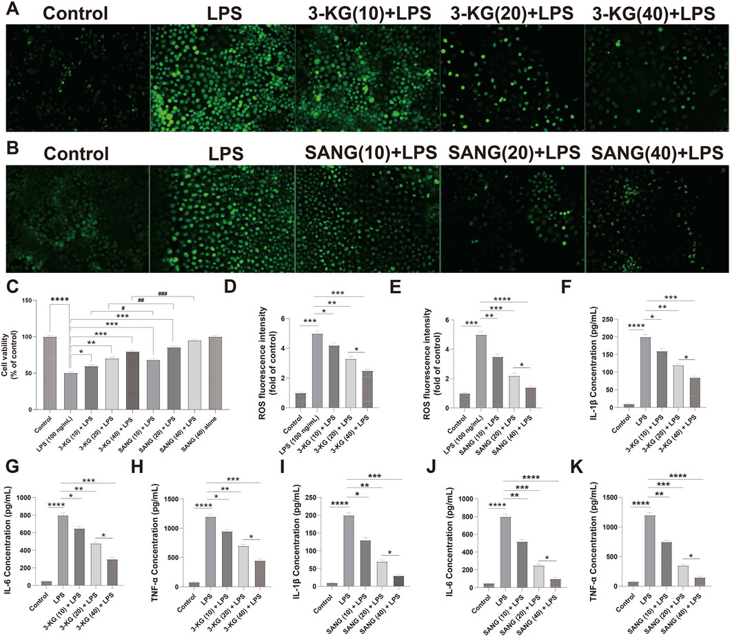 Images A and B display fluorescence microscopy of cells under different treatments: Control, LPS, and various concentrations of 3-KG and SANG with LPS. Graphs C to K indicate quantitative data on cell viability, ROS fluorescence intensity, and cytokine concentrations (IL-1β, IL-6, TNF-α) across the treatments. The bar graphs show statistical significance with notations.