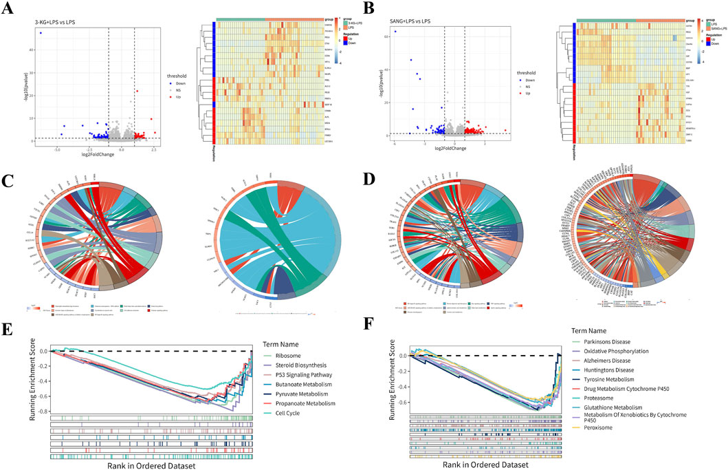 Panel A shows a volcano plot and heatmap comparing 3-KG plus LPS versus LPS, indicating differential expression with thresholds. Panel B displays a similar comparison for SANG plus LPS versus LPS. Panels C and D illustrate circular chord diagrams depicting relationships between different biological terms. Panels E and F are line graphs showing running enrichment scores across ranked datasets, with terms like ribosome and metabolism highlighted.