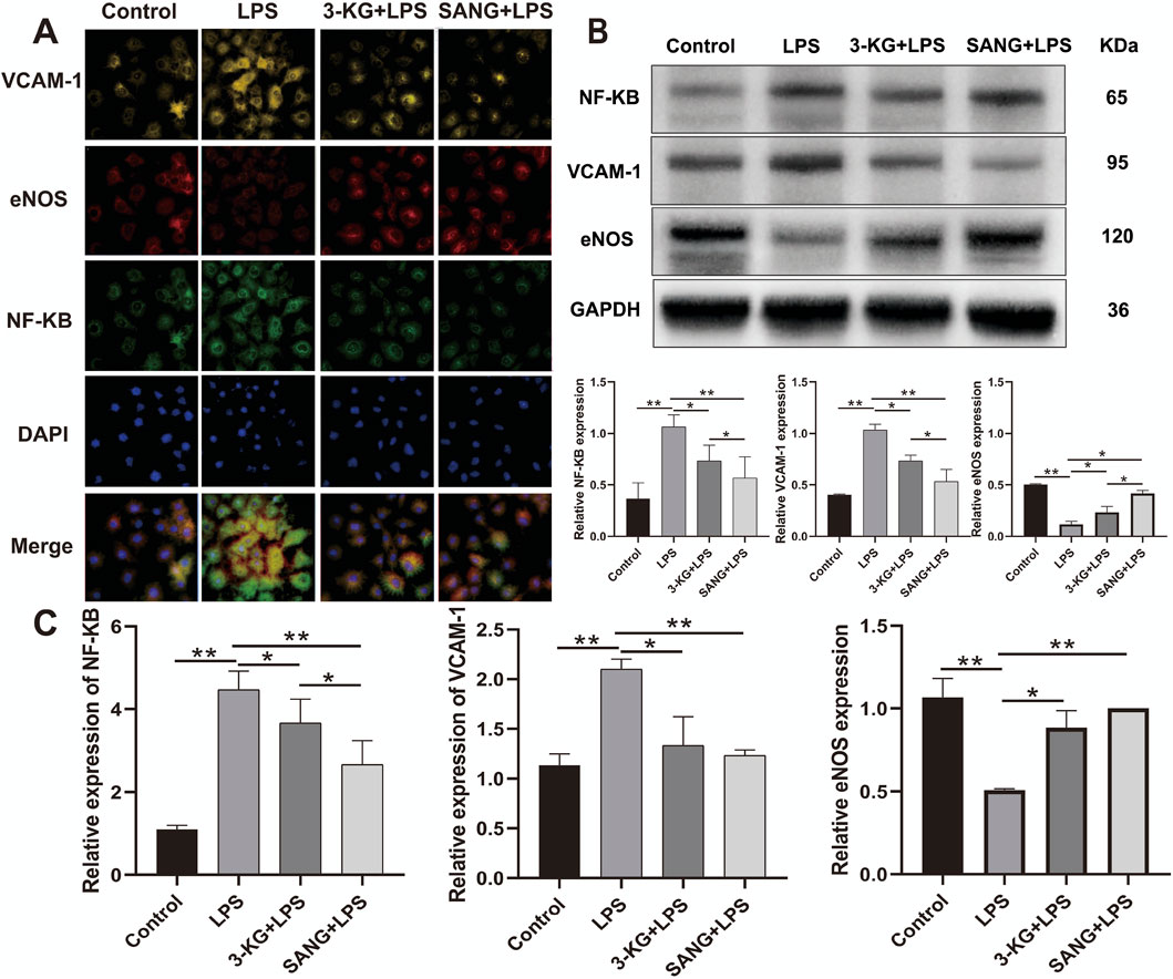Panel A shows fluorescent staining of VCAM-1, eNOS, and NF-KB in control, LPS, 3-KG+LPS, and SANG+LPS groups, with merged images. Panel B displays Western blot analysis of NF-KB, VCAM-1, and eNOS with relative expression bar graphs showing statistical significance. Panel C presents bar charts of the relative expression of NF-KB, VCAM-1, and eNOS across the same groups, highlighting significant differences.