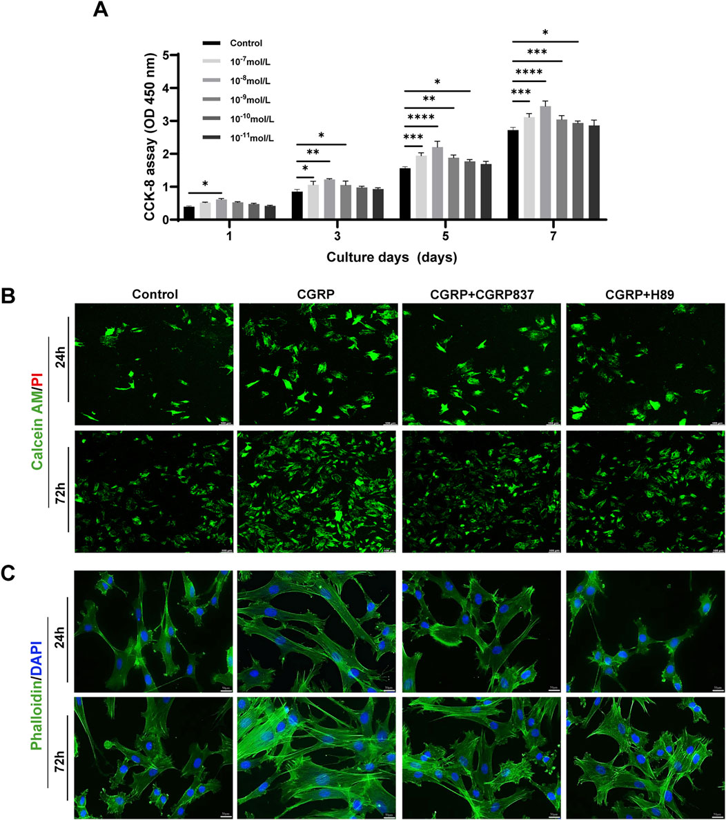A composite image with three panels. Panel A shows a bar graph of CCK-8 assay results over seven days with different concentrations of a substance, indicating increased absorbance over time and concentration. Panel B displays fluorescence microscopy images with Calcein AM/PI staining at 24 and 72 hours for control, CGRP, CGRP+CGRP837, and CGRP+H89 treatments, highlighting cell viability and morphology differences. Panel C presents fluorescence microscopy images with Phalloidin/DAPI staining at 24 and 72 hours, illustrating cytoskeleton and nucleus visualization under the same treatment conditions.