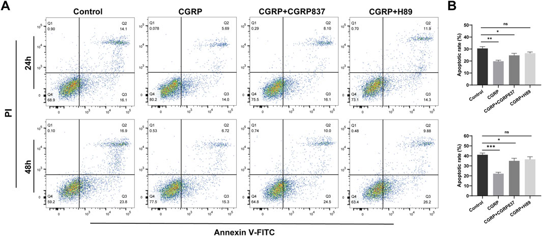 Flow cytometry analysis (panel A) shows cell apoptosis with Annexin V-FITC and PI staining over 24 and 48 hours under different treatments: Control, CGRP, CGRP+CGRP837, and CGRP+H89. Data are plotted in quadrants, with percentages showing apoptotic and viable cells. Graphs (panel B) depict apoptotic rates, indicating statistical differences between groups, with asterisks denoting significance levels.