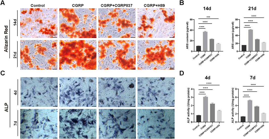 Panel A shows Alizarin Red staining images comparing conditions: Control, CGRP, CGRP+CGRP837, and CGRP+H89 at 14 and 21 days, highlighting red mineral deposits. Panel B displays bar charts depicting ARS content over 14 and 21 days. Panel C includes ALP staining images for the same conditions at 4 and 7 days, showing dark blue areas. Panel D presents bar charts of ALP activity at 4 and 7 days. Statistical significance is indicated by asterisks.