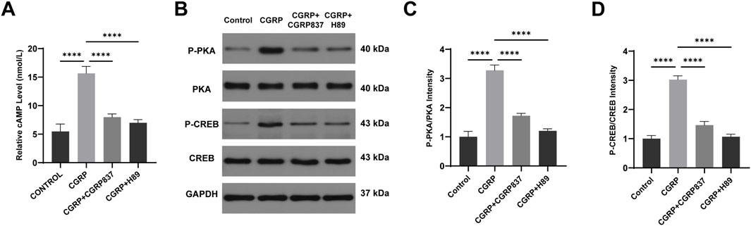 Panel A shows a bar graph comparing relative cAMP levels, with CGRP significantly increasing levels compared to control, CGRP+837, and CGRP+H89. Panel B displays a Western blot for proteins P-PKA, PKA, P-CREB, CREB, and GAPDH across different treatments. Panel C presents P-PKA/PKA intensity ratios, showing a significant increase with CGRP. Panel D illustrates P-CREB/CREB intensity ratios, also increased with CGRP treatment. Significance is indicated with asterisks (****).