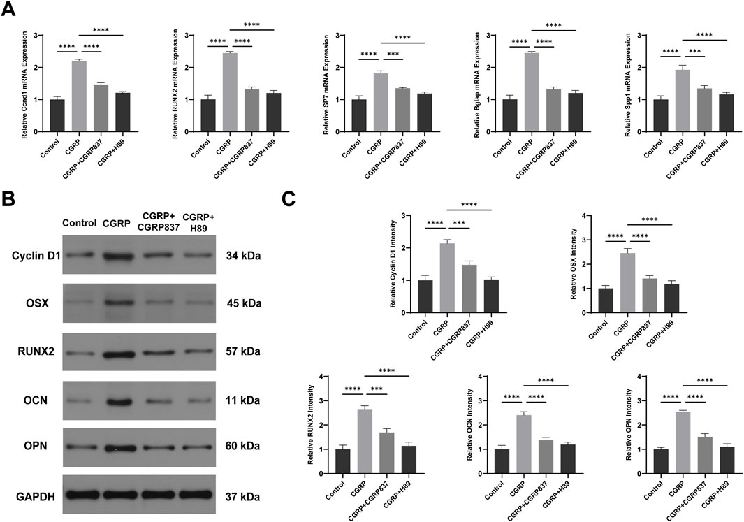 Bar and western blot charts show the effects of different treatments on mRNA and protein expression levels. Panel A displays mRNA expression for CyclinD1, RUNX2, SP7, Bglap, and Spp1 across Control, CGRP, CGRP+837, and CGRP+H89 groups, with significant differences indicated by asterisks. Panel B shows protein bands for Cyclin D1, OSX, RUNX2, OCN, OPN, and GAPDH. Panel C includes bar charts for Cyclin D1, OSX, RUNX2, OCN, and OPN protein intensity, with statistical significance marked.