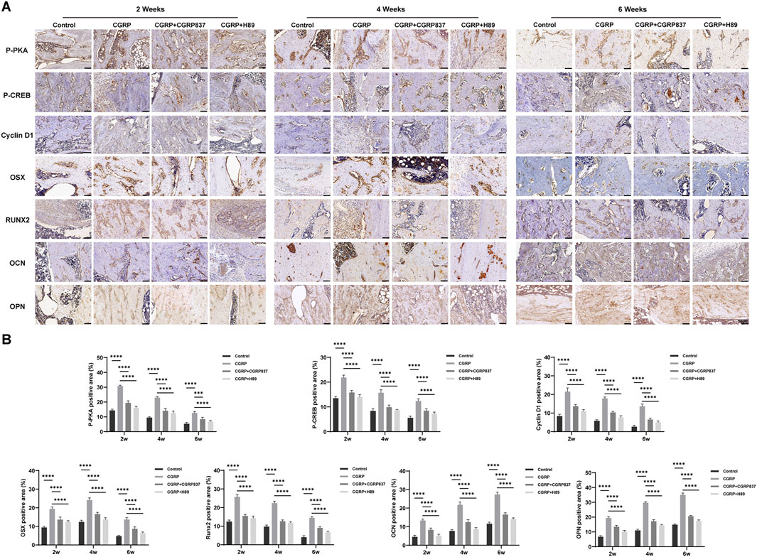 Panel A shows histological images of tissue samples at 2, 4, and 6 weeks under different treatments: Control, CGRP, CGRP+CGRP8-37, and CGRP+H89, analyzing markers like P-PKA, P-CREB, Cyclin D1, OSX, RUNX2, OCN, and OPN. Panel B presents bar graphs comparing the percentage of positive areas for each marker over time, showing statistical significance across treatments.
