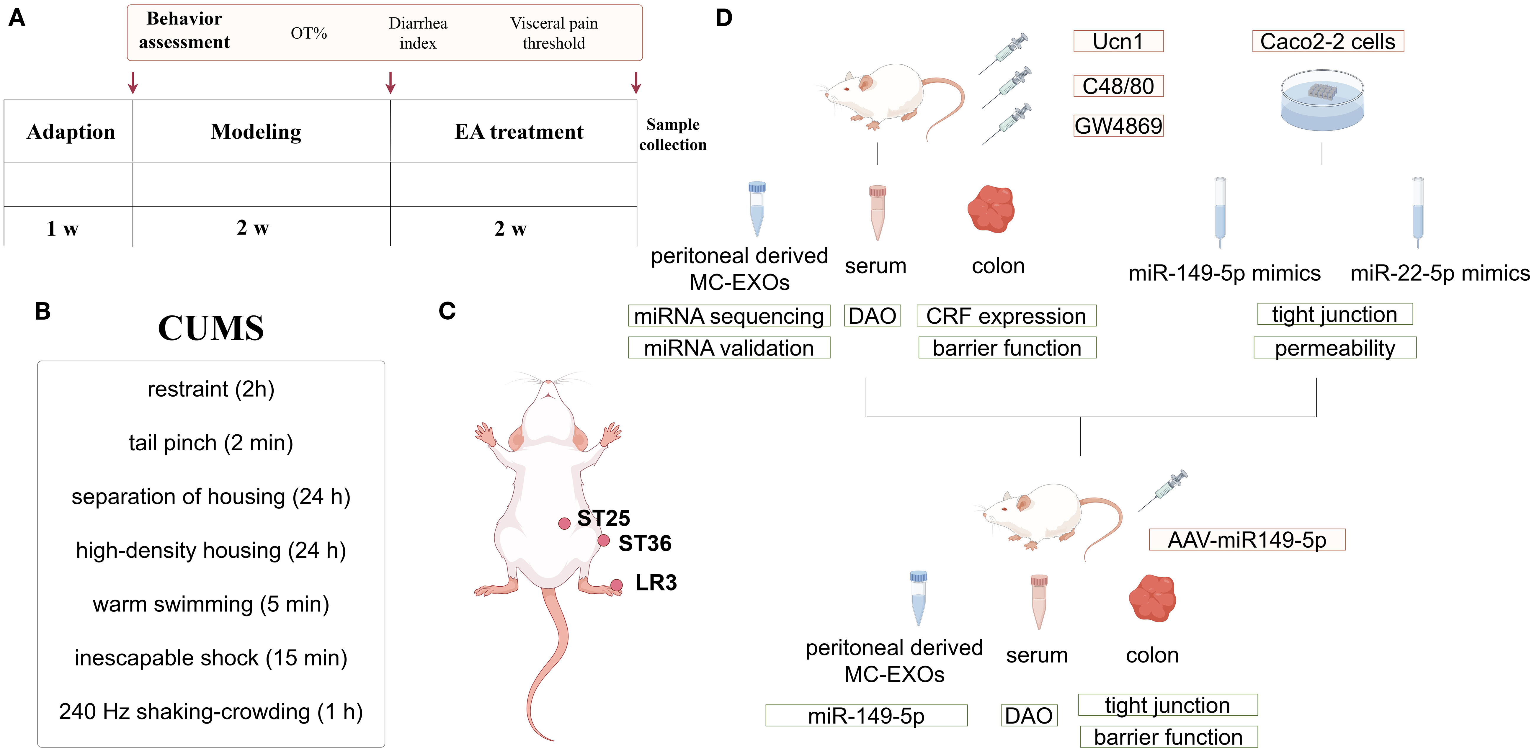Flowchart illustrating a research study on chronic unpredictable mild stress (CUMS) in mice. Part A shows a timeline for behavior assessment and EA treatment over five weeks. Part B lists CUMS stressors, including restraint and tail pinch. Part C depicts acupoint targets on a mouse. Part D outlines sample collection and analysis, including miRNA sequencing and barrier function in cells and tissues, with various treatments like Ucn1, C48/80, and GW4869.
