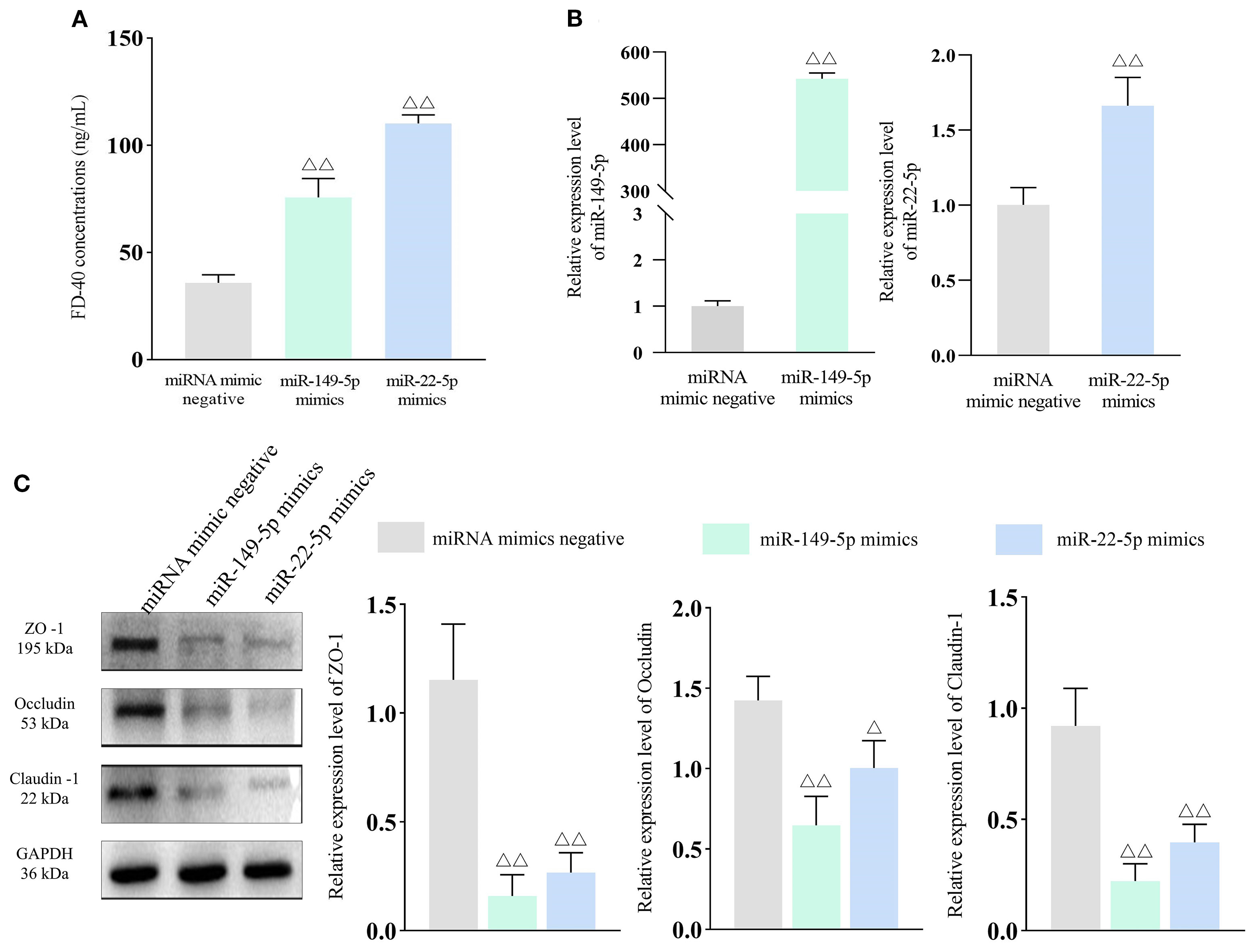 Bar charts and Western blot analysis compare FD-40 concentrations, miRNA expression levels, and protein expression in cells treated with miRNA mimics. Chart A shows higher FD-40 in miR-149-5p and miR-22-5p mimics. Chart B displays increased miRNA expression with these mimics. Chart C illustrates Western blots for proteins ZO-1, Occludin, Claudin-1, and GAPDH, with corresponding bar graphs indicating decreased protein levels for ZO-1, Occludin, and Claudin-1 in the miRNA mimic samples compared to miRNA mimic negative. The standard error is shown for all bars.