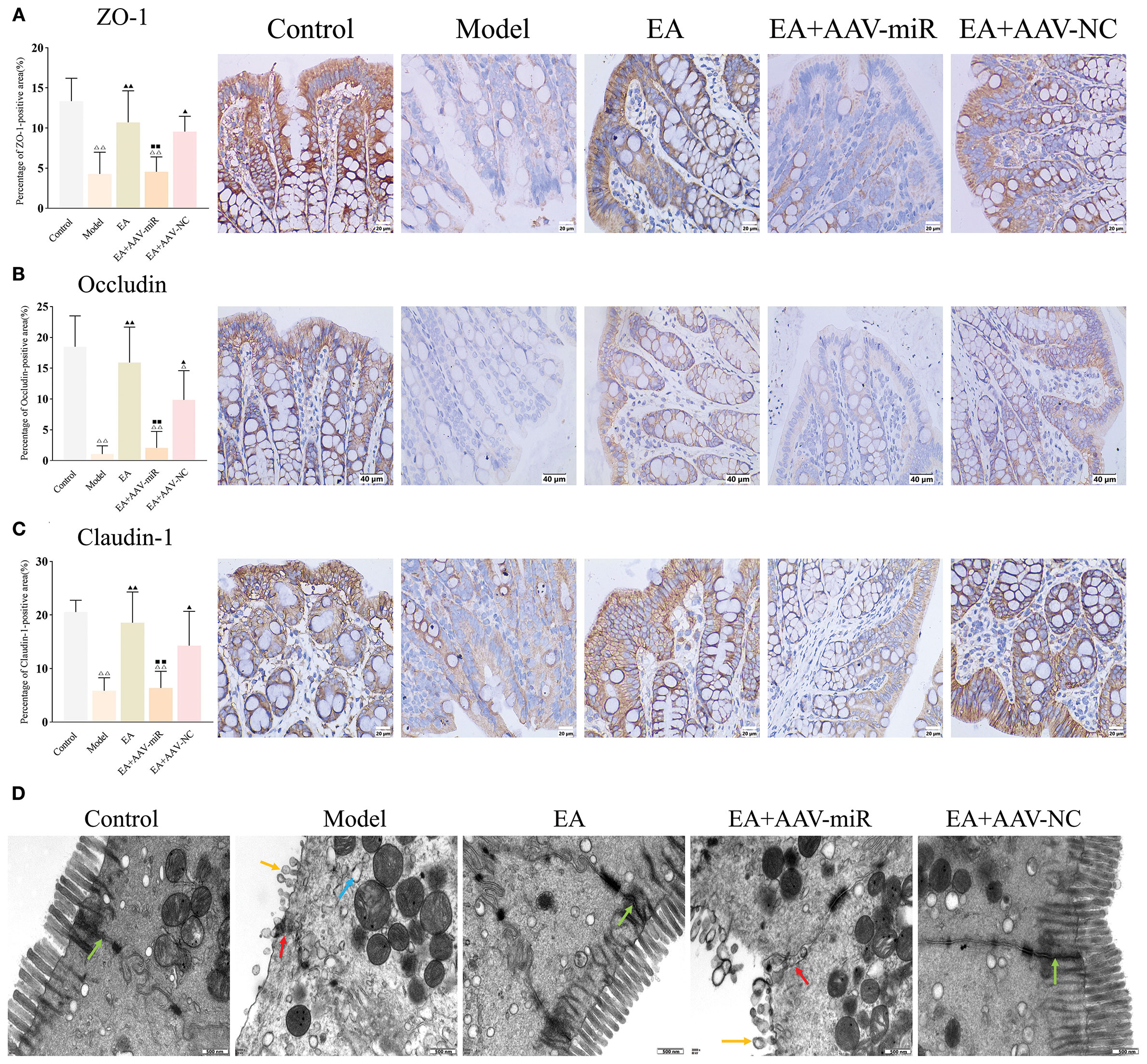 Panels A, B, and C show bar graphs and microscope images of intestinal tissues stained for ZO-1, Occludin, and Claudin-1 proteins, respectively, across five treatment groups: Control, Model, EA, EA+AAV-miR, and EA+AAV-NC. Panel D presents electron micrographs highlighting ultrastructural changes in the same groups, with arrows indicating specific features.