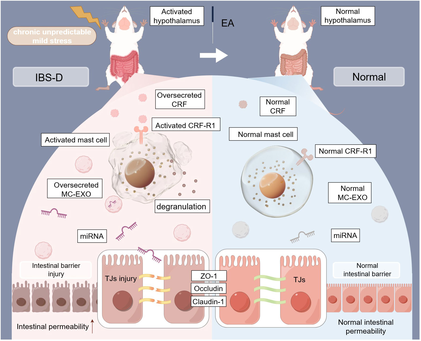 Diagram illustrating the differences between irritable bowel syndrome with diarrhea (IBS-D) and normal conditions in mice. On the left, a stressed mouse and cellular components show activated hypothalamus, CRF, CRF-R1, mast cells, MC-EXO, and intestinal barrier injury with increased permeability. On the right, a normal mouse with normal cellular components shows unactivated hypothalamus, CRF, CRF-R1, mast cells, MC-EXO, and intestinal barrier with normal permeability. Electroacupuncture (EA) is indicated between the two conditions.