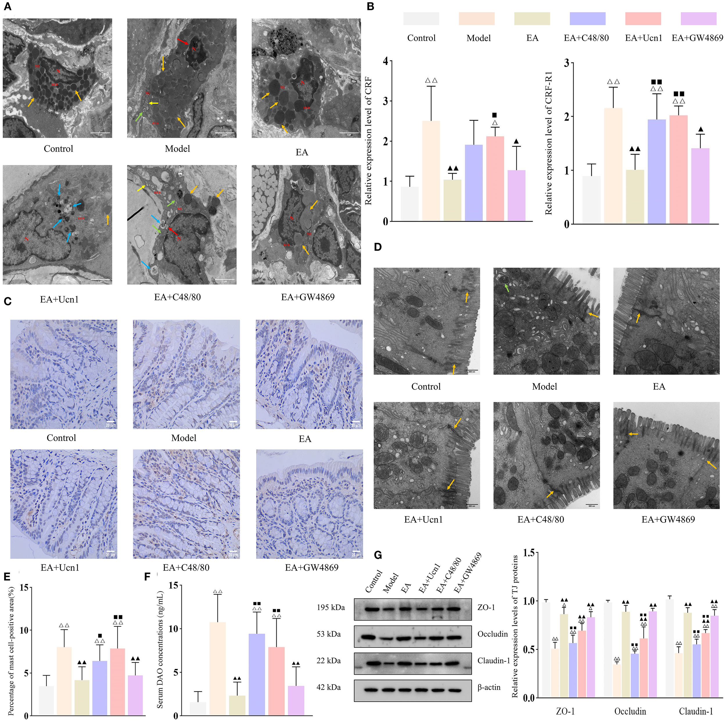 A set of scientific images shows various experimental results related to a study. Panel A contains microscopic images labeled Control, Model, EA, and others, featuring cellular structures marked with arrows. Panel B includes bar graphs illustrating the relative expression levels of CRF and CRF-R1 across different treatments. Panel C displays histological images of tissue sections under various conditions. Panel D presents microscopic images, again labeled with different conditions, showing detailed cellular components. Panel E and F contain bar graphs detailing cell positivity percentages and serum DAO concentrations, respectively. Panel G shows protein expression levels via Western blotting with accompanying bar graphs for ZO-1, Occludin, and Claudin-1.