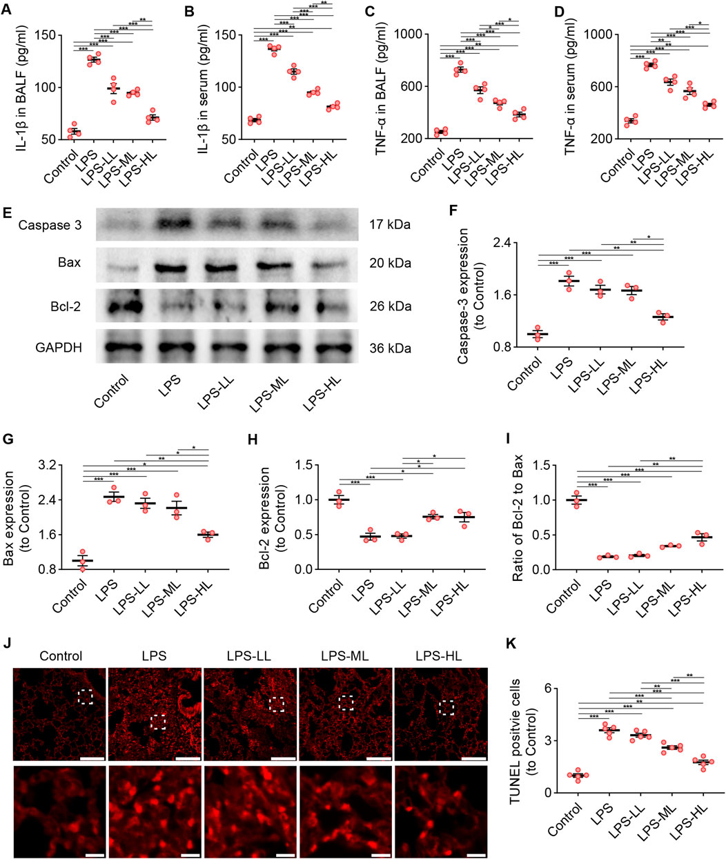 Graphs and images detail the effects of LPS and different treatments on inflammatory markers and cell apoptosis. Panels A-D show IL-1β and TNF-α levels in BALF and serum. Panel E presents protein expression via Western blots for Caspase 3, Bax, Bcl-2, and GAPDH. Panels F-I display quantifications of protein expression and Bcl-2/Bax ratios. Panel J includes fluorescence images showing cell morphology across different treatments. Panel K illustrates TUNEL assay results for apoptotic cell detection. Statistical significance is noted with asterisks.