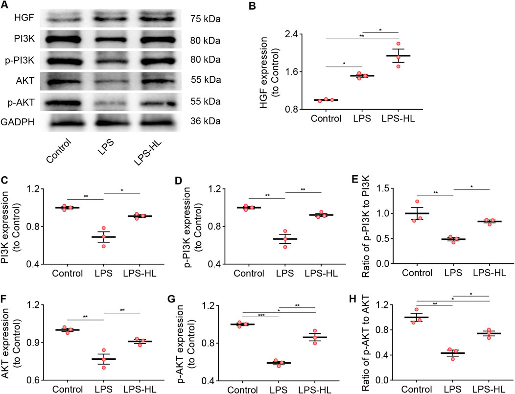 Western blot analysis and graphs illustrating protein expression levels in different conditions: Control, LPS, and LPS-HL. Panel A shows bands for HGF, PI3K, p-PI3K, AKT, p-AKT, and GADPH. Panels B to H contain graphs comparing expression levels relative to control for HGF, PI3K, p-PI3K, AKT, and p-AKT, with significant differences indicated (*p < 0.05, **p < 0.01, ***p < 0.001).