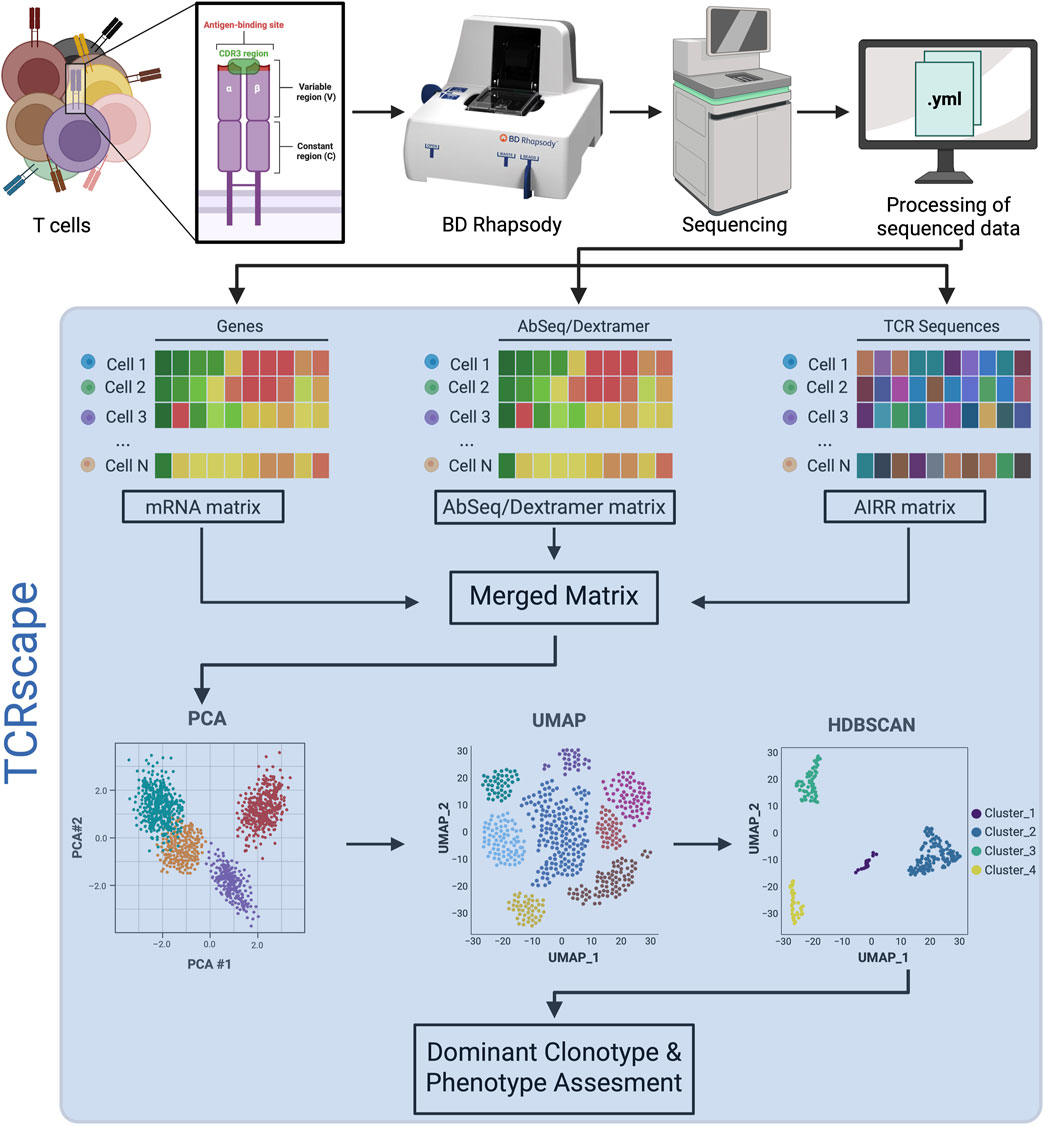 Workflow diagram illustrating T cell analysis. T cells are processed by BD Rhapsody, sequenced, and data is processed into matrices: mRNA, AbSeq/Dextramer, and AIRR. These are merged and analyzed using PCA, UMAP, and HDBSCAN to assess dominant clonotypes and phenotypes.