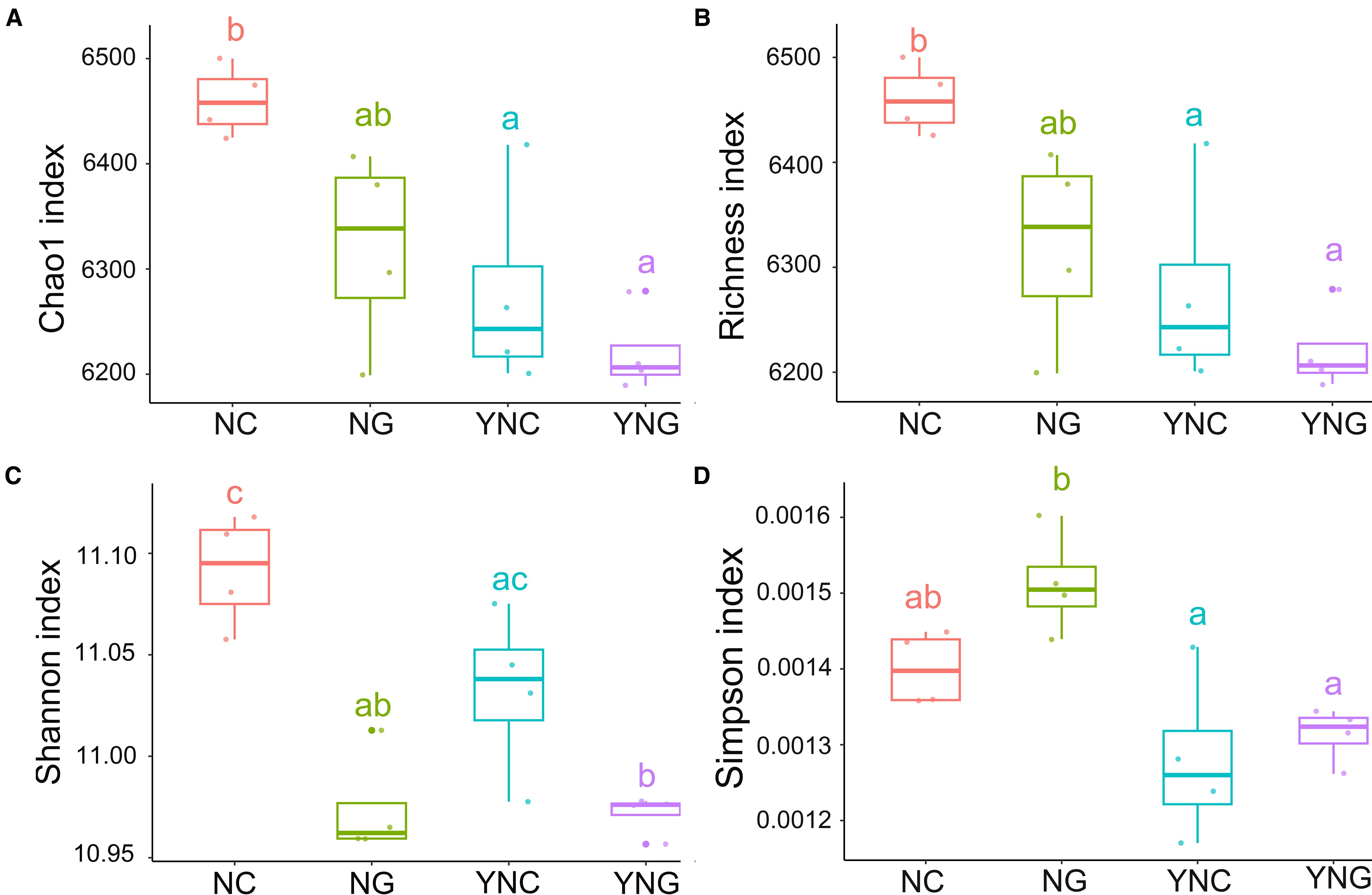 Box plots illustrating four diversity indices: A) Chao1 index, B) Richness index, C) Shannon index, and D) Simpson index. Each plot presents data for four groups: NC, NG, YNC, and YNG. Key differences among groups are indicated by letters above the boxes, which denote statistically distinct groups.