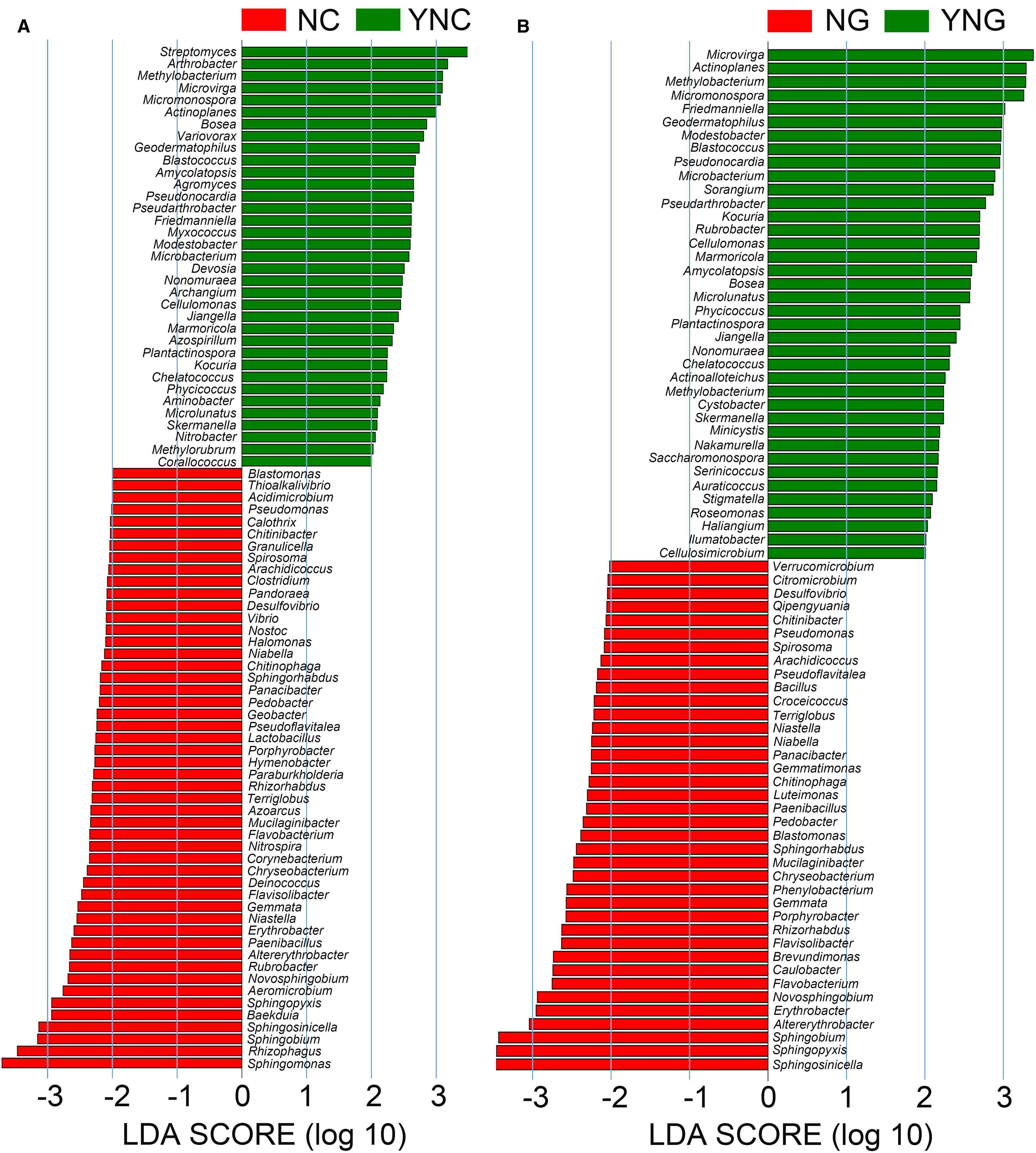 Two horizontal bar charts compare LDA scores (log 10) for different bacterial genera. Chart A shows NC (red) and YNC (green), with NC having more negative scores. Chart B shows NG (red) and YNG (green), with a similar trend. Genera names are listed next to the bars.