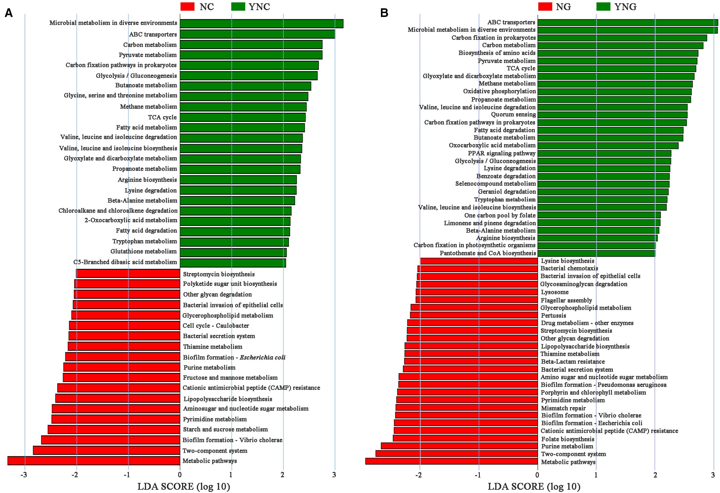 Two horizontal bar charts labeled A and B show LDA scores (log 10) for various metabolic and biosynthesis processes, comparing groups. Chart A compares NC (red) and YNC (green), showing positive scores for YNC. Chart B compares NG (red) and YNG (green), also showing positive scores for YNG. Each chart displays processes like microbial metabolism, carbon metabolism, and amino acid biosynthesis. Red bars indicate processes more prevalent in NC or NG, while green bars indicate processes more prevalent in YNC or YNG.