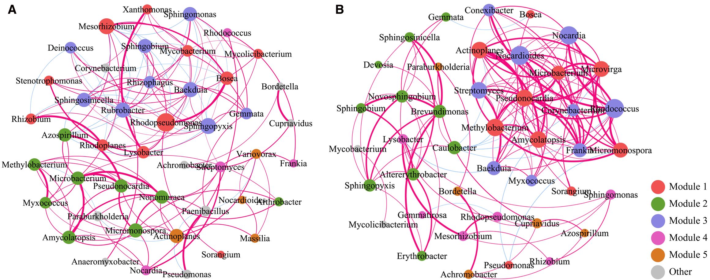 Network diagrams labeled A and B display complex microbial interactions with nodes representing different bacteria, color-coded by modules. Red signifies Module 1, green Module 2, blue Module 3, pink Module 4, orange Module 5, and gray indicates others. Arrows and lines connect the nodes, illustrating relationships and interactions among the microbes.