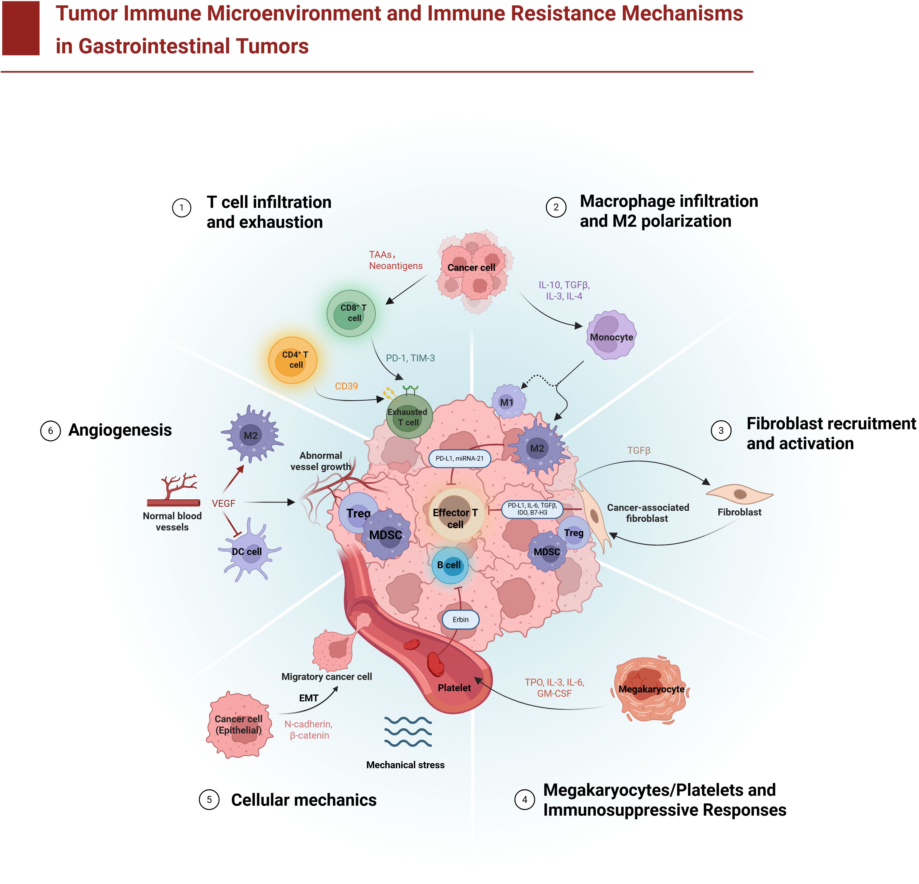 Diagram illustrating the tumor immune microenvironment and resistance mechanisms in gastrointestinal tumors. Key elements include T cell infiltration and exhaustion, macrophage infiltration and M2 polarization, fibroblast recruitment and activation, megakaryocytes and immunosuppressive responses, cellular mechanics, and angiogenesis. Various cell types, cytokines, and processes such as abnormal vessel growth and mechanical stress are depicted, highlighting interactions between cancer cells, immune cells, and the tumor microenvironment.