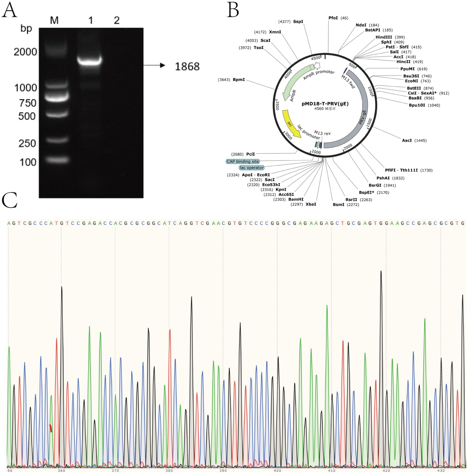 Gel electrophoresis results (image A) show DNA bands alongside a molecular marker ladder; a 1,868 base pair band is highlighted. Plasmid map (image B) details restriction sites and genetic elements of pMD18-T-PRVgE. Sequence chromatogram (image C) displays base calls, showing peaks for nucleotides A, T, C, and G.