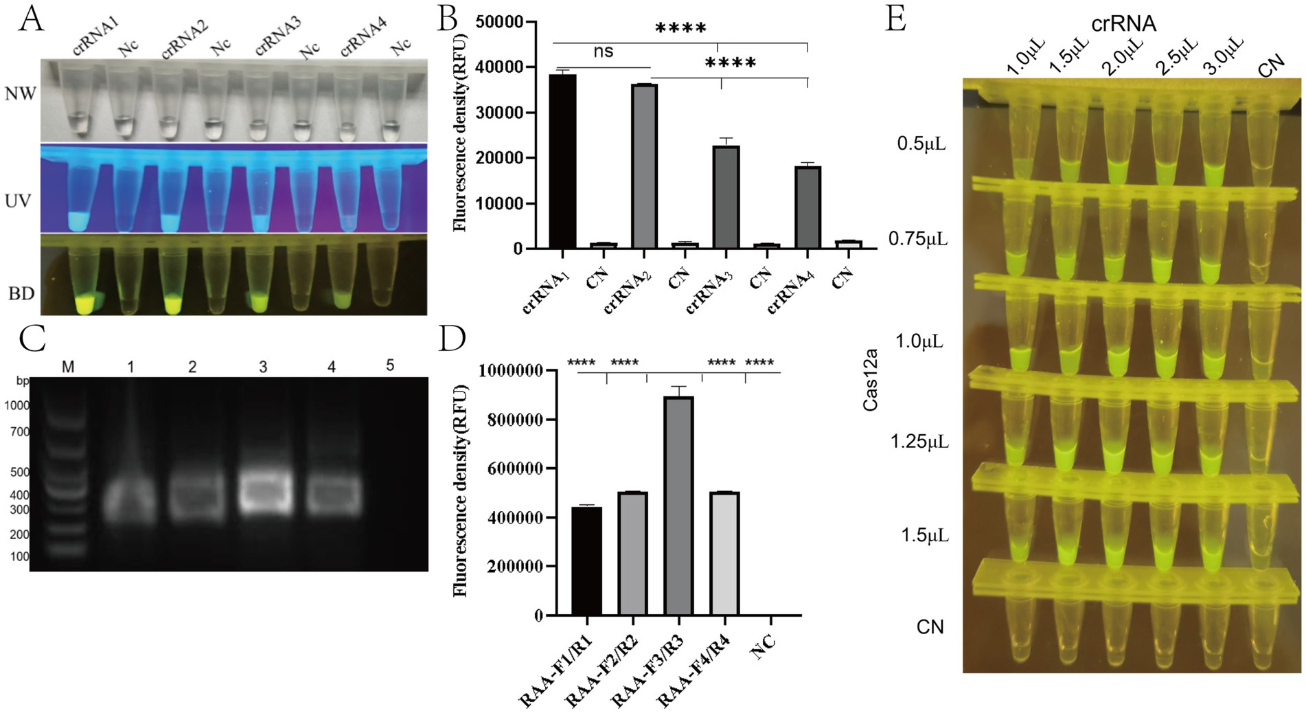 Composite image showing various scientific analyses. Panel A: Tubes under natural, UV, and blue light displaying fluorescent markers across crRNA1-4 and controls. Panel B: Bar graph of fluorescence density for crRNA samples, showing significant differences. Panel C: Gel electrophoresis bands indicate different nucleotide sizes. Panel D: Bar graph of fluorescence density for Cas12a samples with significant variations. Panel E: Tubes with fluorescent markers under varying crRNA and Cas12a concentrations, revealing intensity differences.
