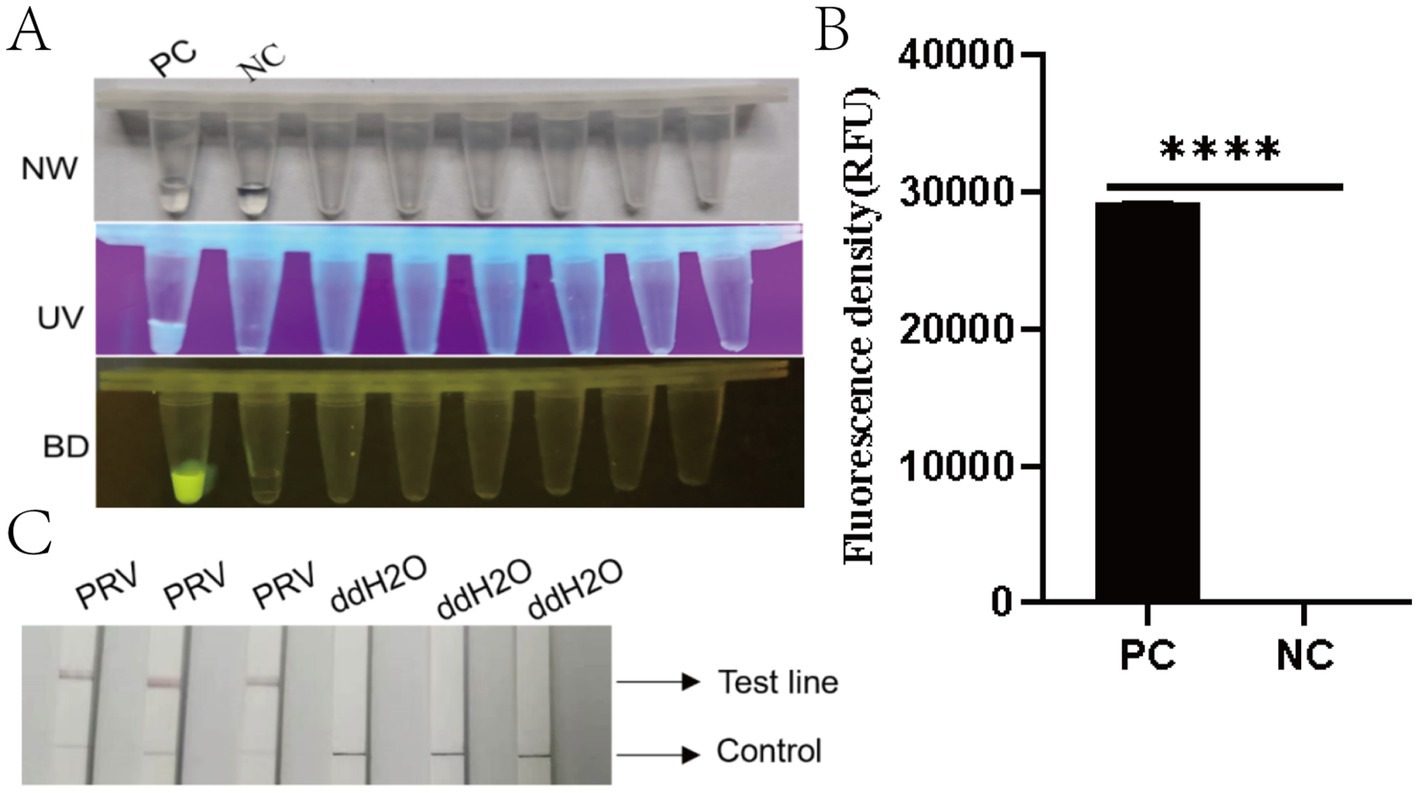 Panel A shows images of tubes under normal, UV, and blue light, labeled NW, UV, and BD. The PC tube shows strong fluorescence. Panel B is a bar graph comparing fluorescence density, with PC showing significantly higher values than NC. Panel C displays lateral flow test strips for PRV and ddH2O, indicating test and control lines.