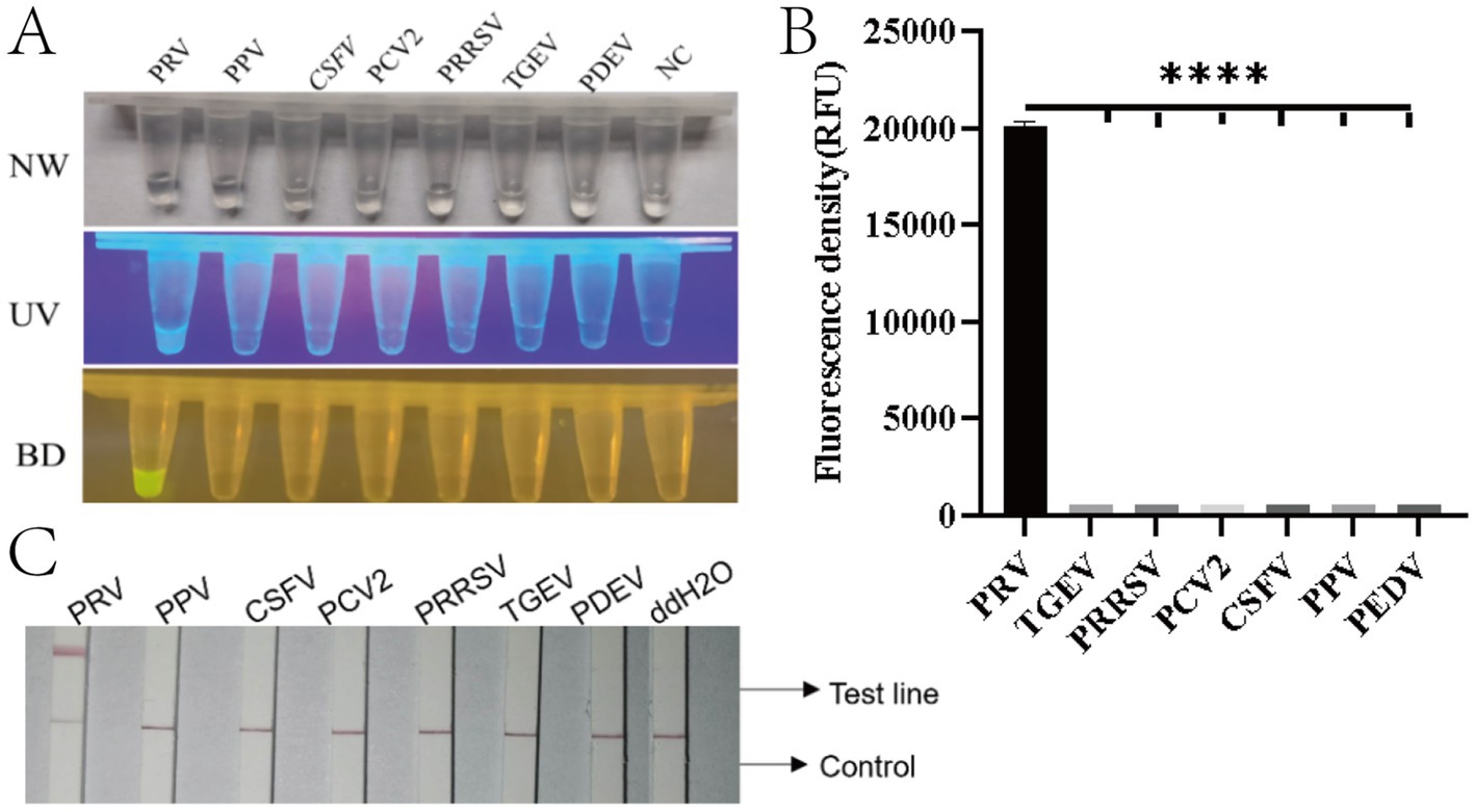 Image showing three panels labeled A, B, and C. Panel A displays test tubes under normal, UV, and blue-light conditions with labels PRV, PPV, CSFV, PCV2, PRRSV, TGEV, PDEV, and NC. One tube fluoresces under UV. Panel B is a bar graph indicating fluorescence density (RFU) showing a significant increase for PRV compared to others. Panel C displays test strips with test and control lines, showing positive results for PRV.